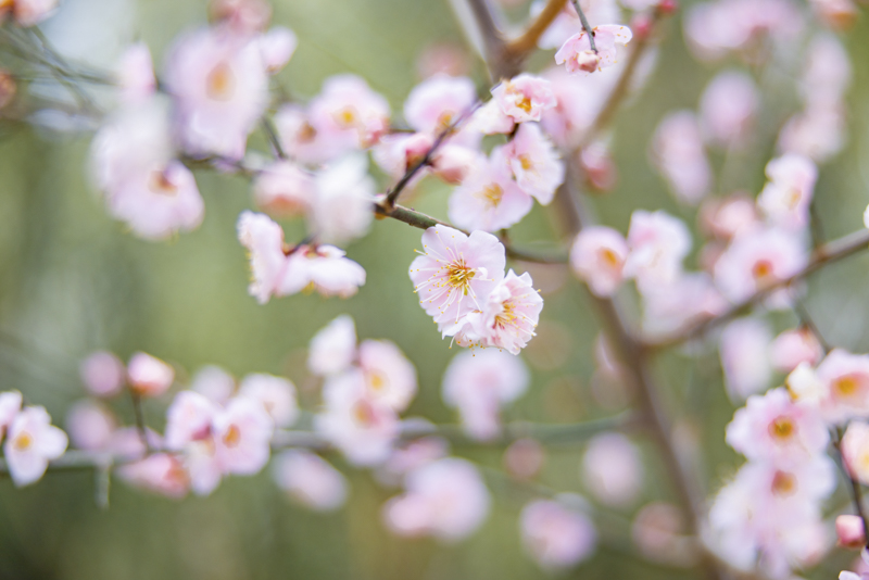 EOS R5／70mm／マニュアル露出（F2、1/640秒）／ISO 100／WB:オート