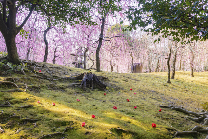 EOS R5／31mm／マニュアル露出（F8、1/30秒）／ISO 100／WB:オート