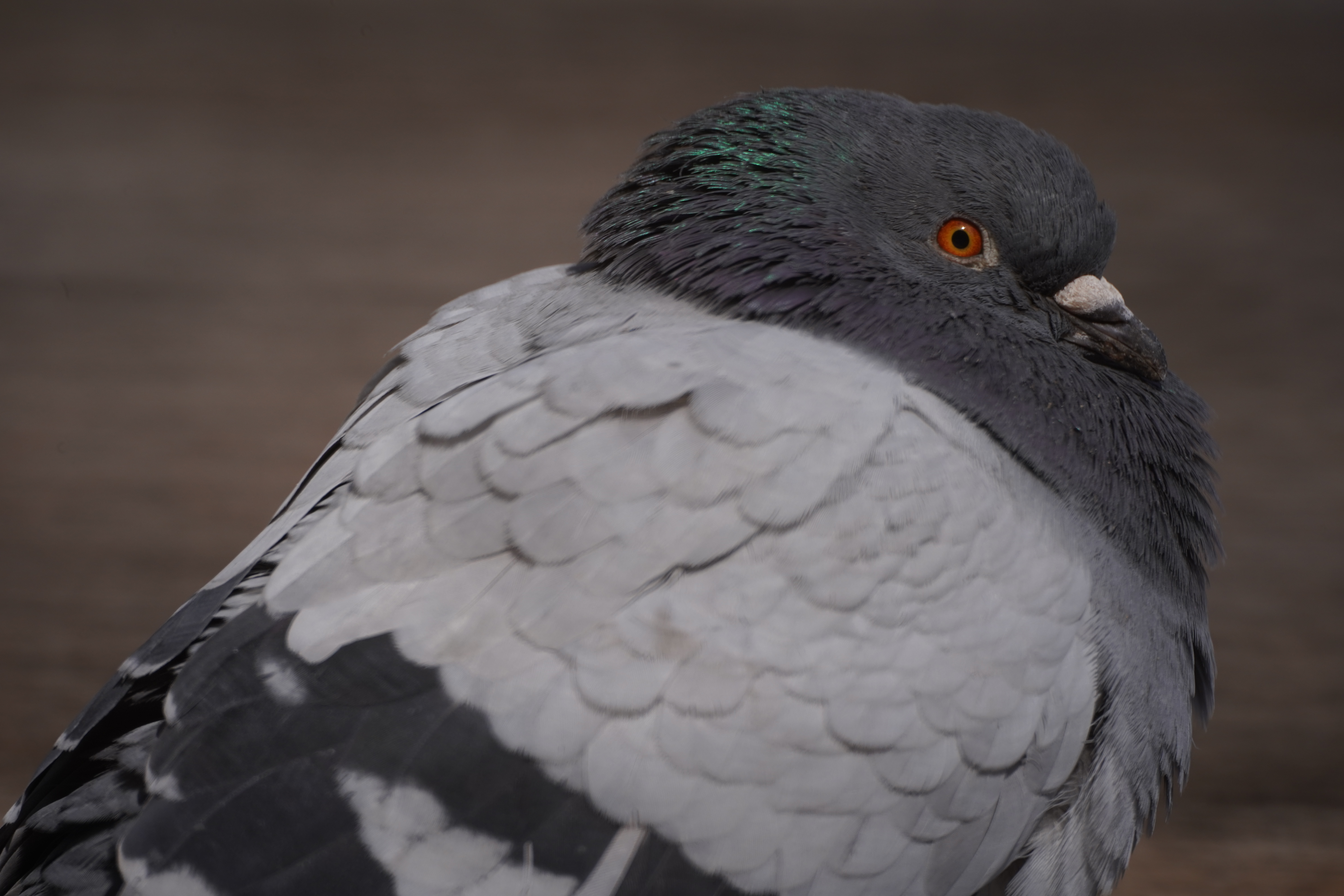 α7 III / マニュアル（F8・1/640秒）/ ISO 400