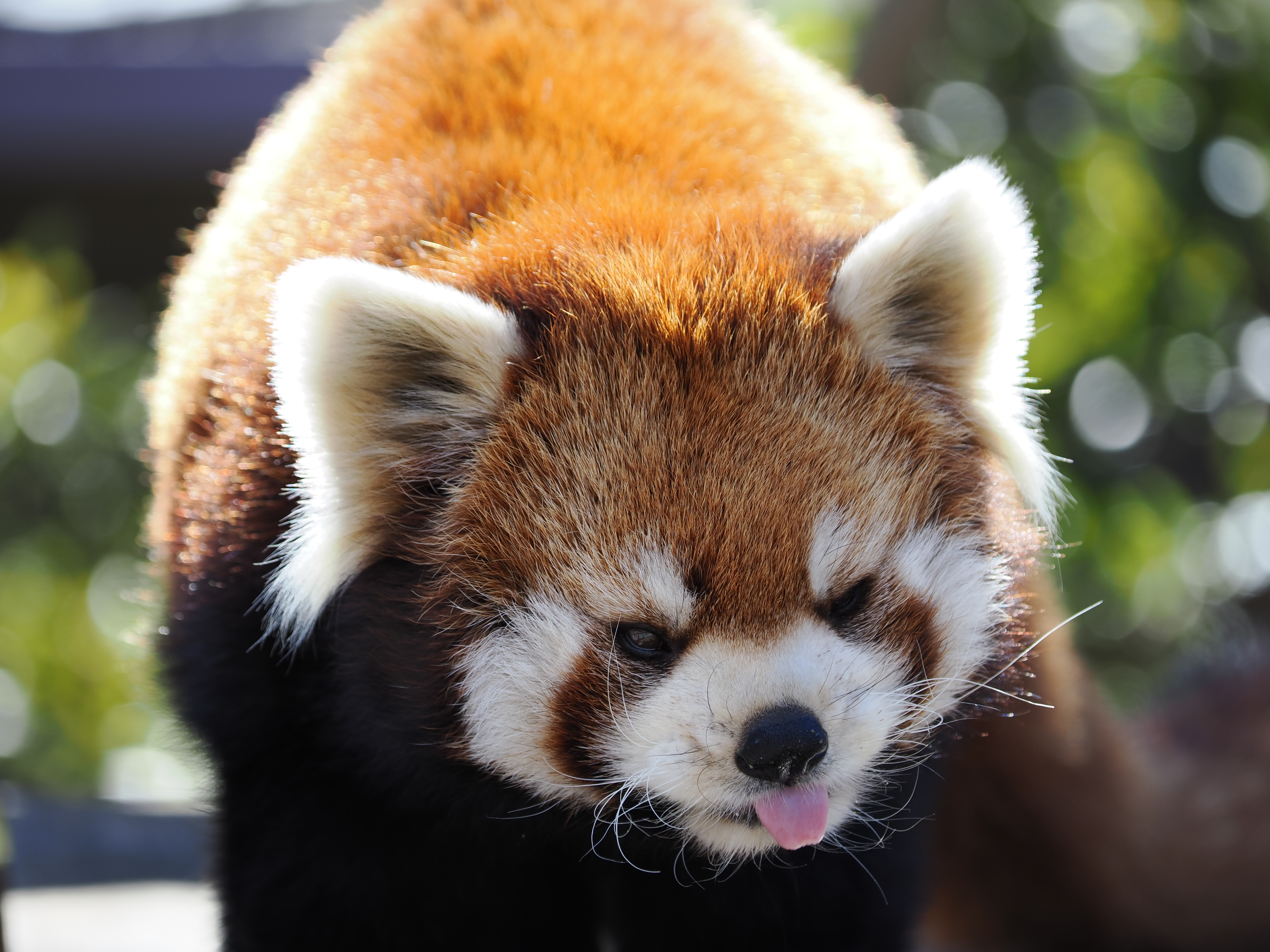 OM-1 M.ZUIKO DIGITAL ED 40-150mm F4.0 PRO　（F4・1/400秒）ISO 200　150mm