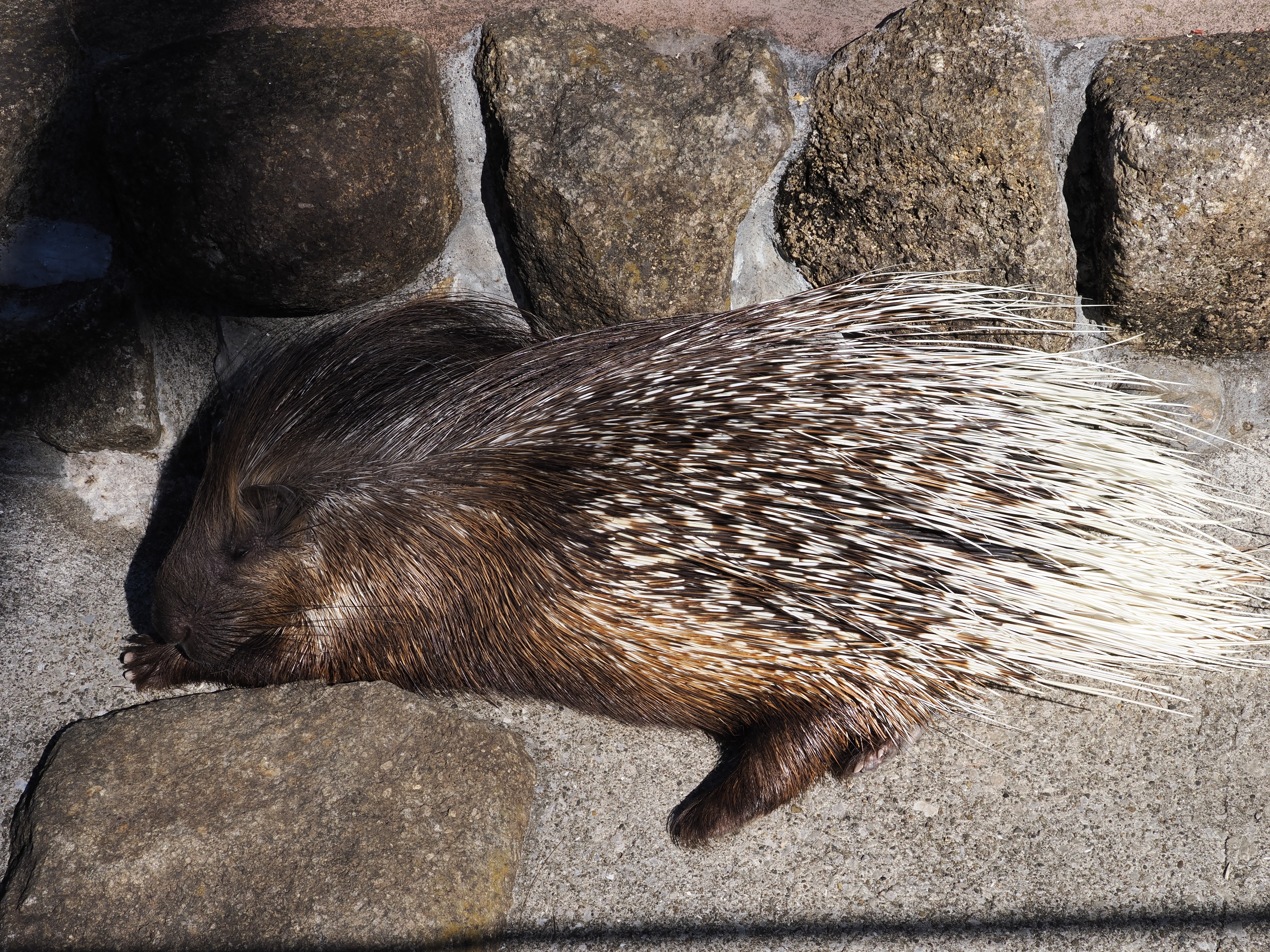 OM-1　M.ZUIKO DIGITAL ED 40-150mm F4.0 PRO　（F8・1/640秒）ISO 200　40mm