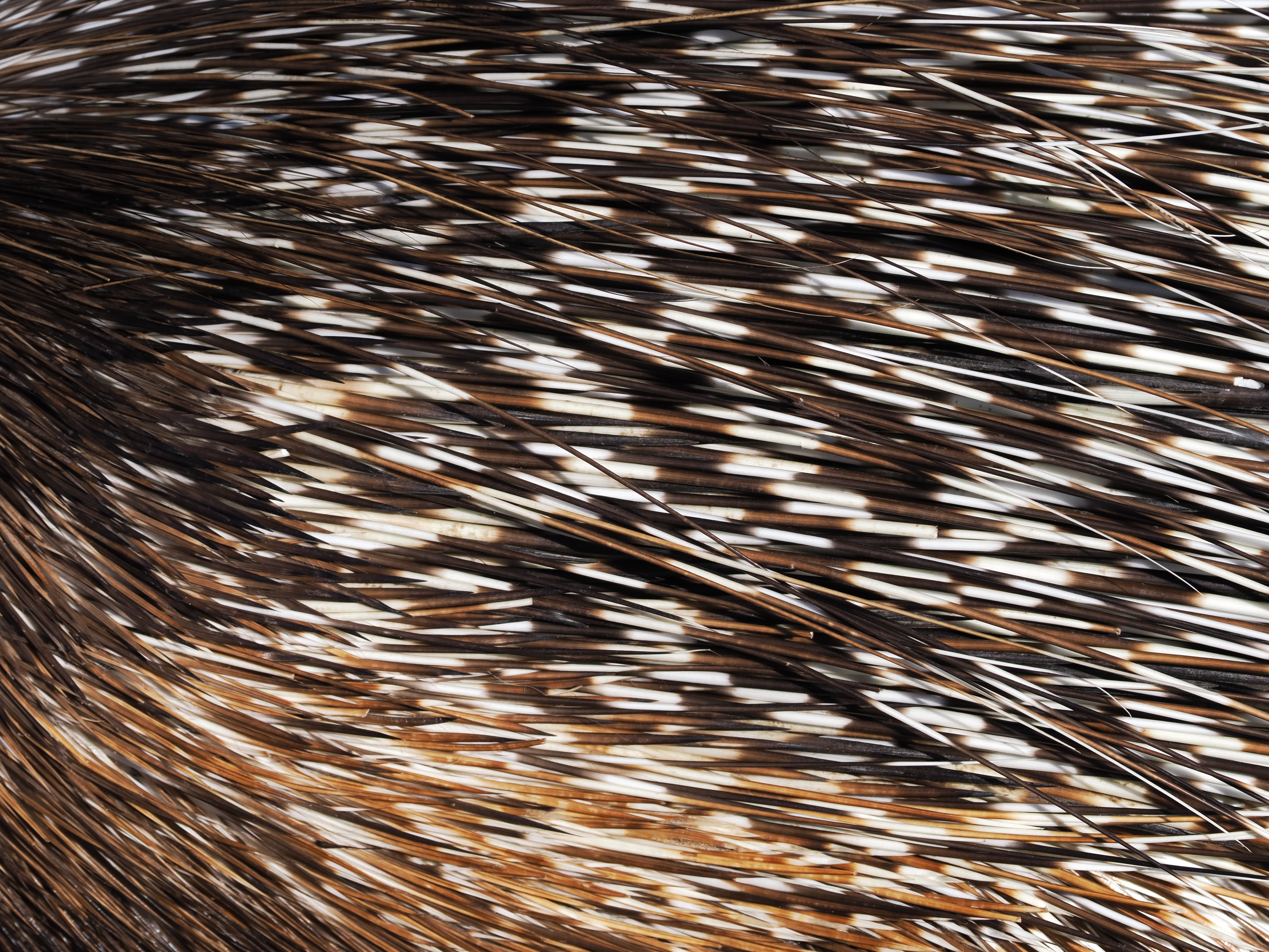 OM-1　M.ZUIKO DIGITAL ED 40-150mm F4.0 PRO　（F8・1/1,000秒）ISO 200　150mm