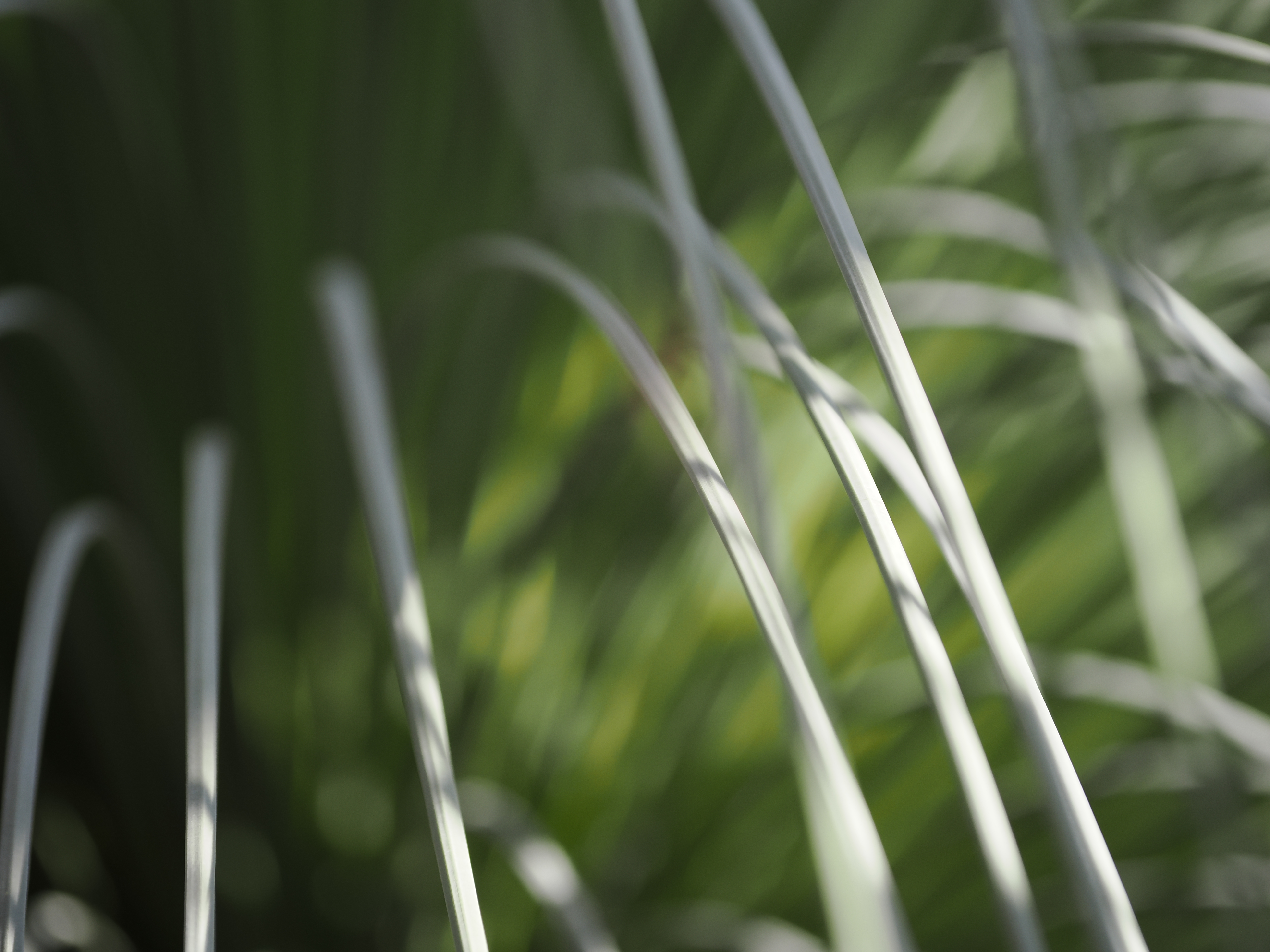 OM-1　M.ZUIKO DIGITAL ED 40-150mm F4.0 PRO　（F4.5・1/1,600秒）ISO 200　61mm