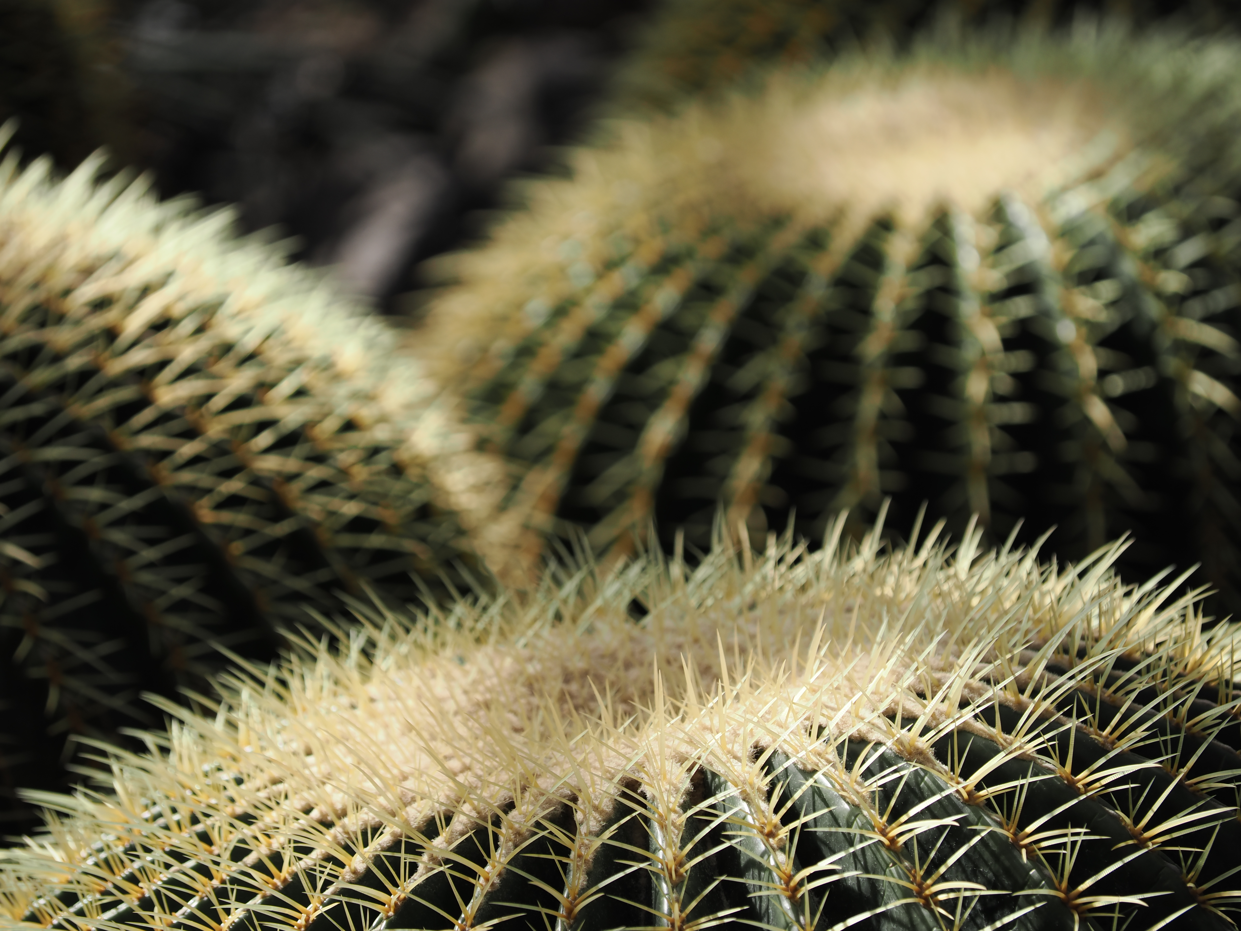 OM-1　M.ZUIKO DIGITAL ED 40-150mm F4.0 PRO　（F4.5・1/1,600秒）ISO 200　150mm