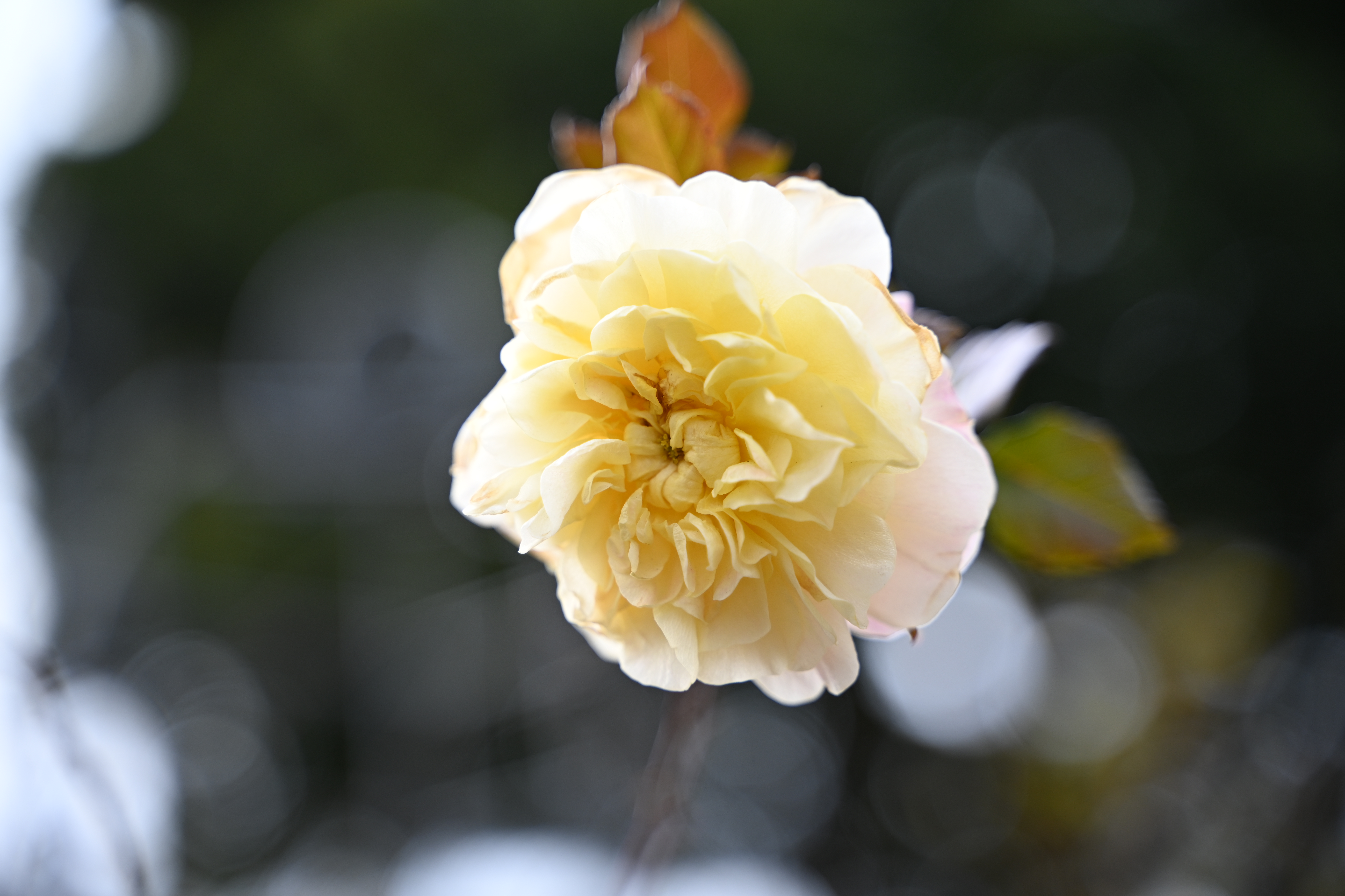 28-75mm f/2.8（F2.8）