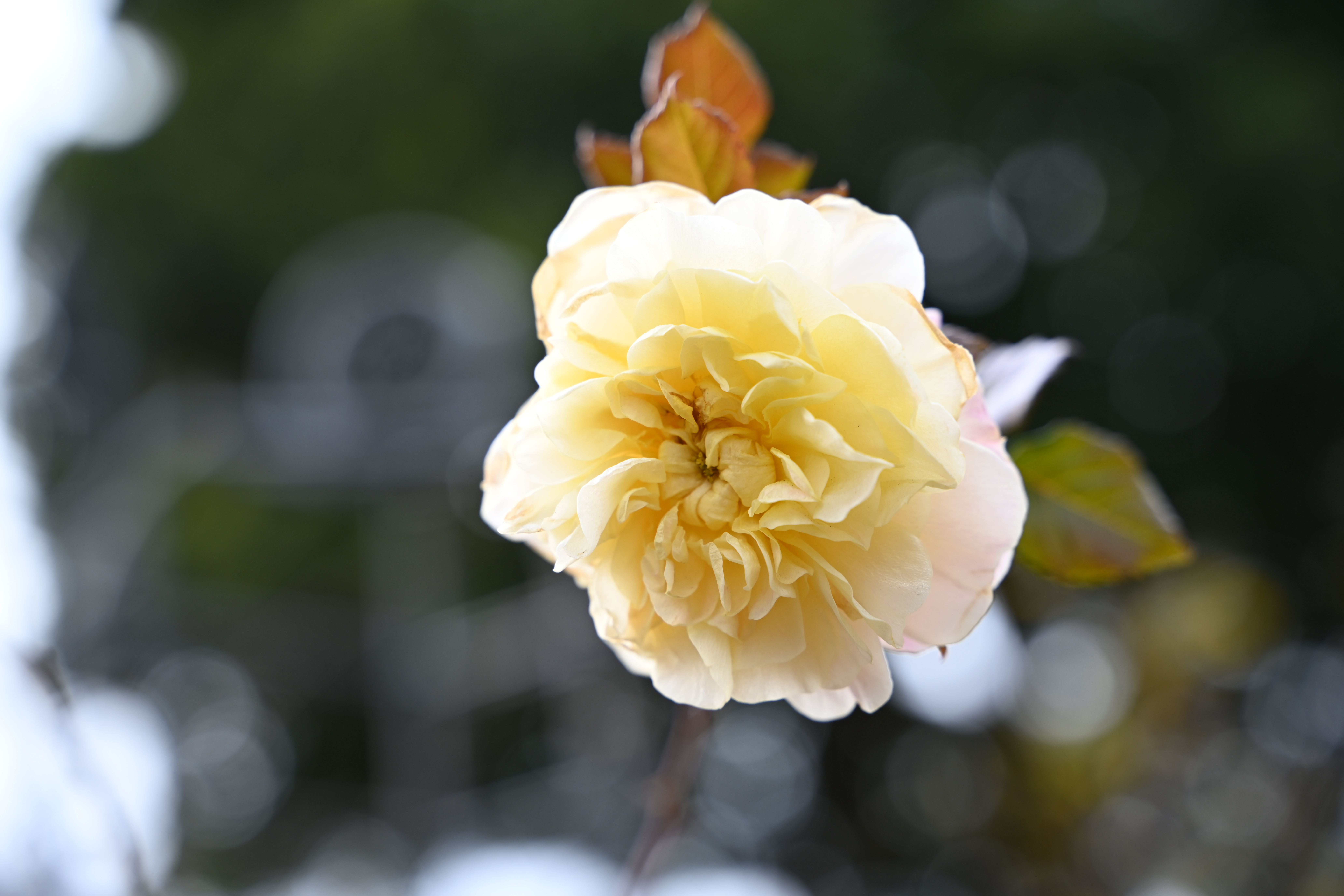 28-75mm f/2.8（F4）