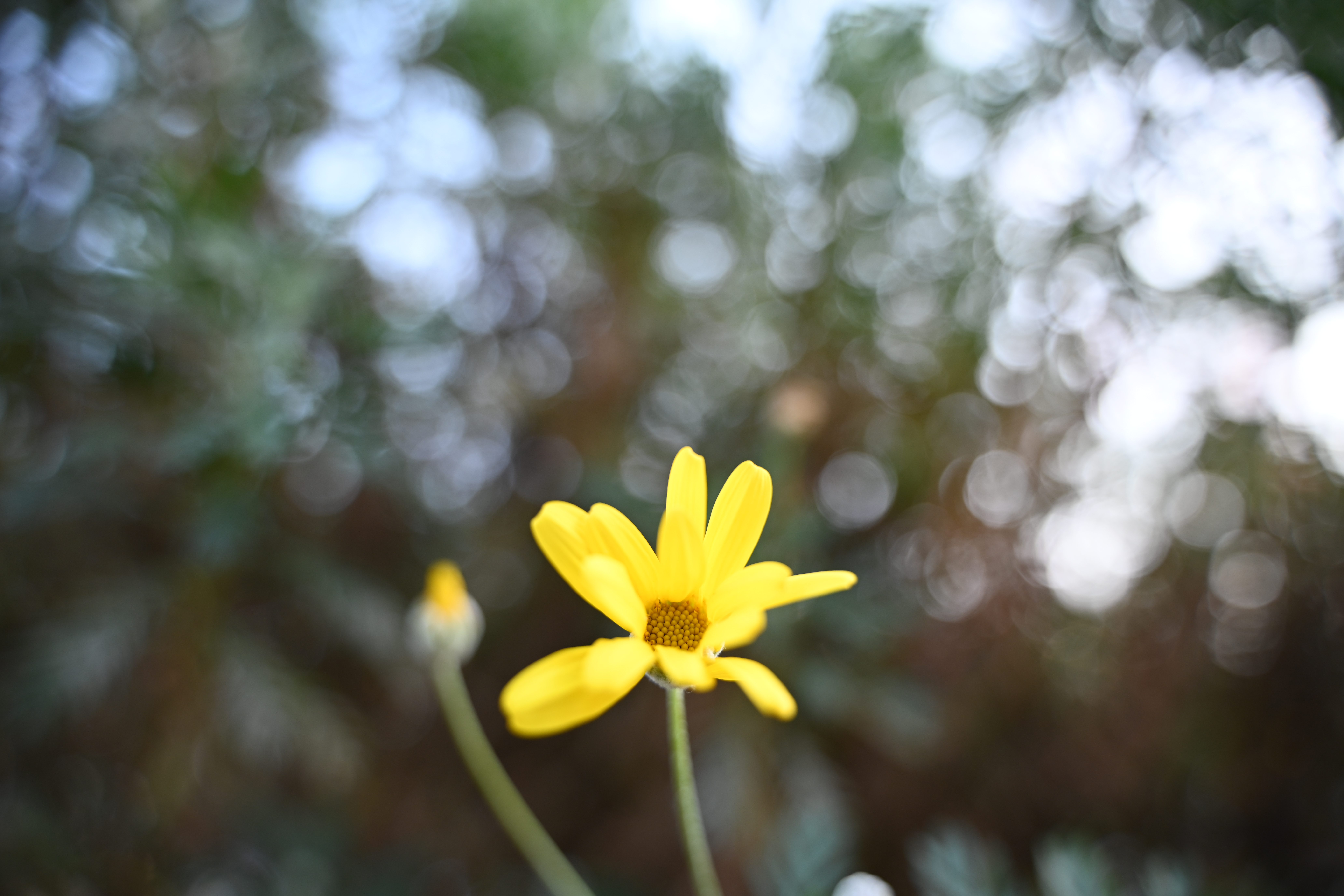 至近端よりも少し離れた辺りがボケもキレイ。この条件だと絞り開放でもシャープネスは十分だしボケ具合も良い。<br>Z 7II　NIKKOR Z 28-75mm f/2.8（F2.8・1/160秒）ISO 200　28mm