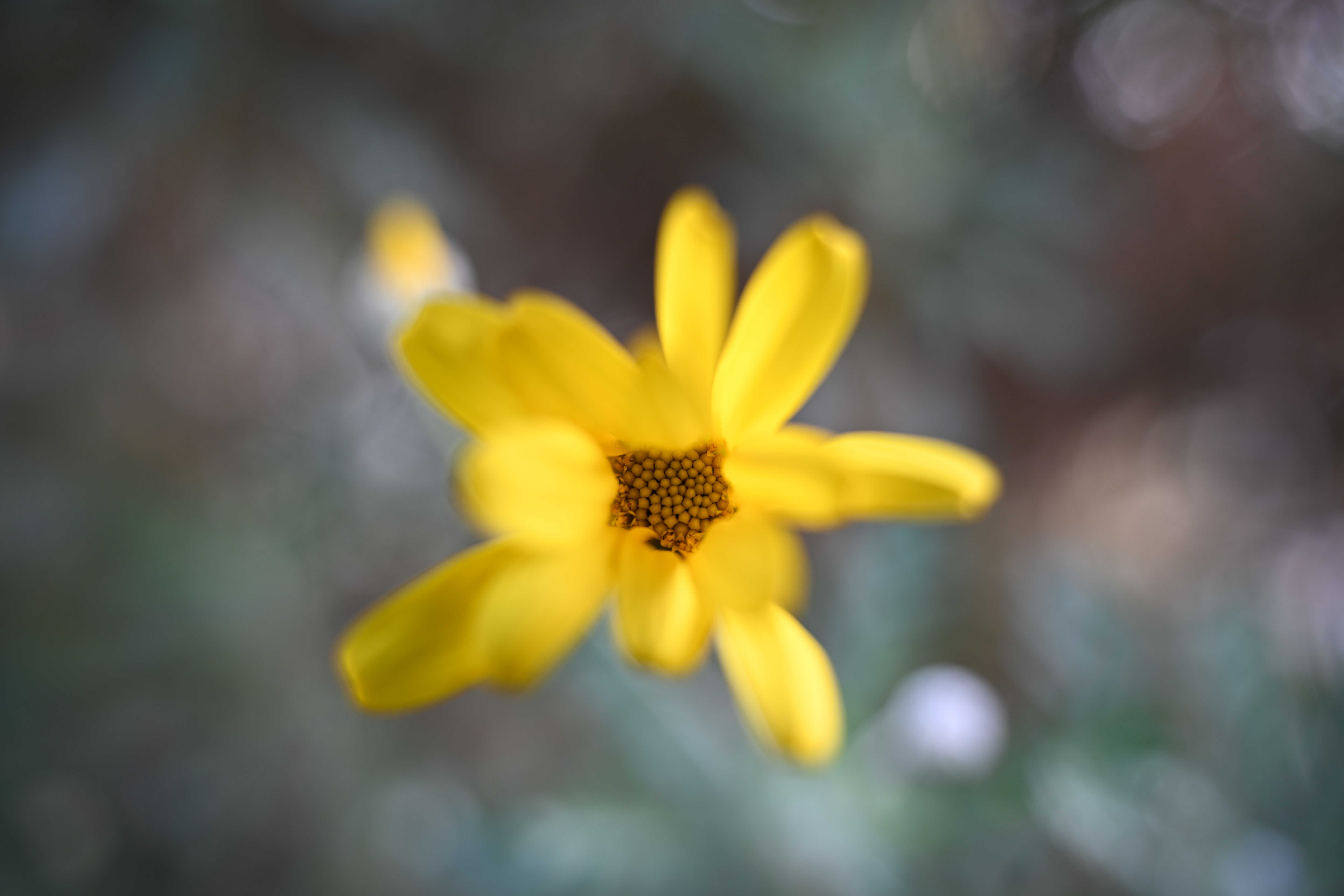 28mmでほぼ至近端。マクロレンズ並に物理的に寄れるのは非常に自由度が高い。背景を整理していることもあって美しさが際立っている。Z 7IIではAF性能がもう一歩なところがあるので今後の機種にも期待したい。<br>Z 7II　NIKKOR Z 28-75mm f/2.8（F2.8・1/125秒）ISO 200　28mm