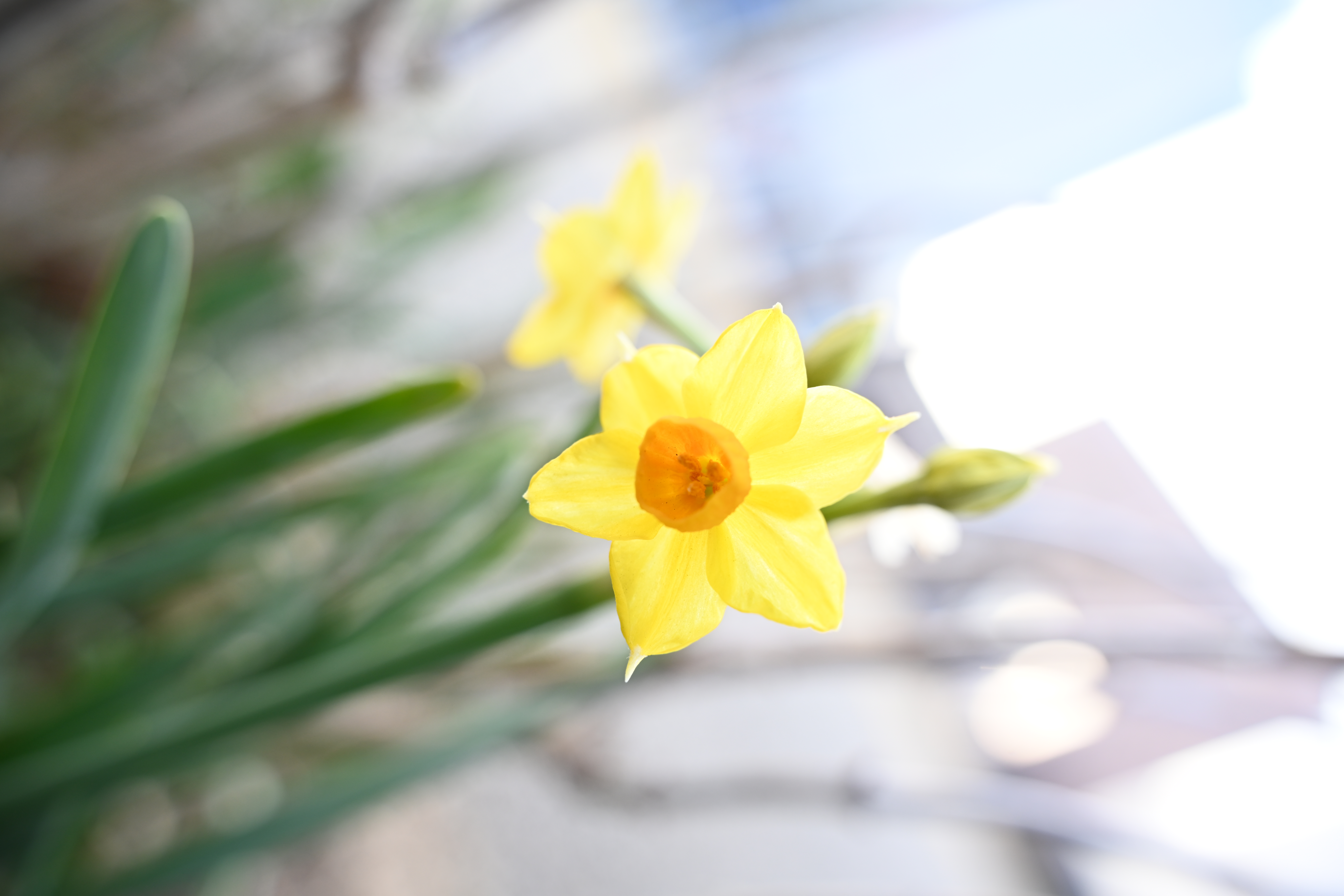 至近端ではフードが邪魔になるほど寄れる。想像以上に寄れるので何となく被写体にカメラをグイッと近付けてみるとそれだけでも発見があって楽しい。<br>Z 7II　NIKKOR Z 28-75mm f/2.8（F4・1/160秒）ISO 250　28mm