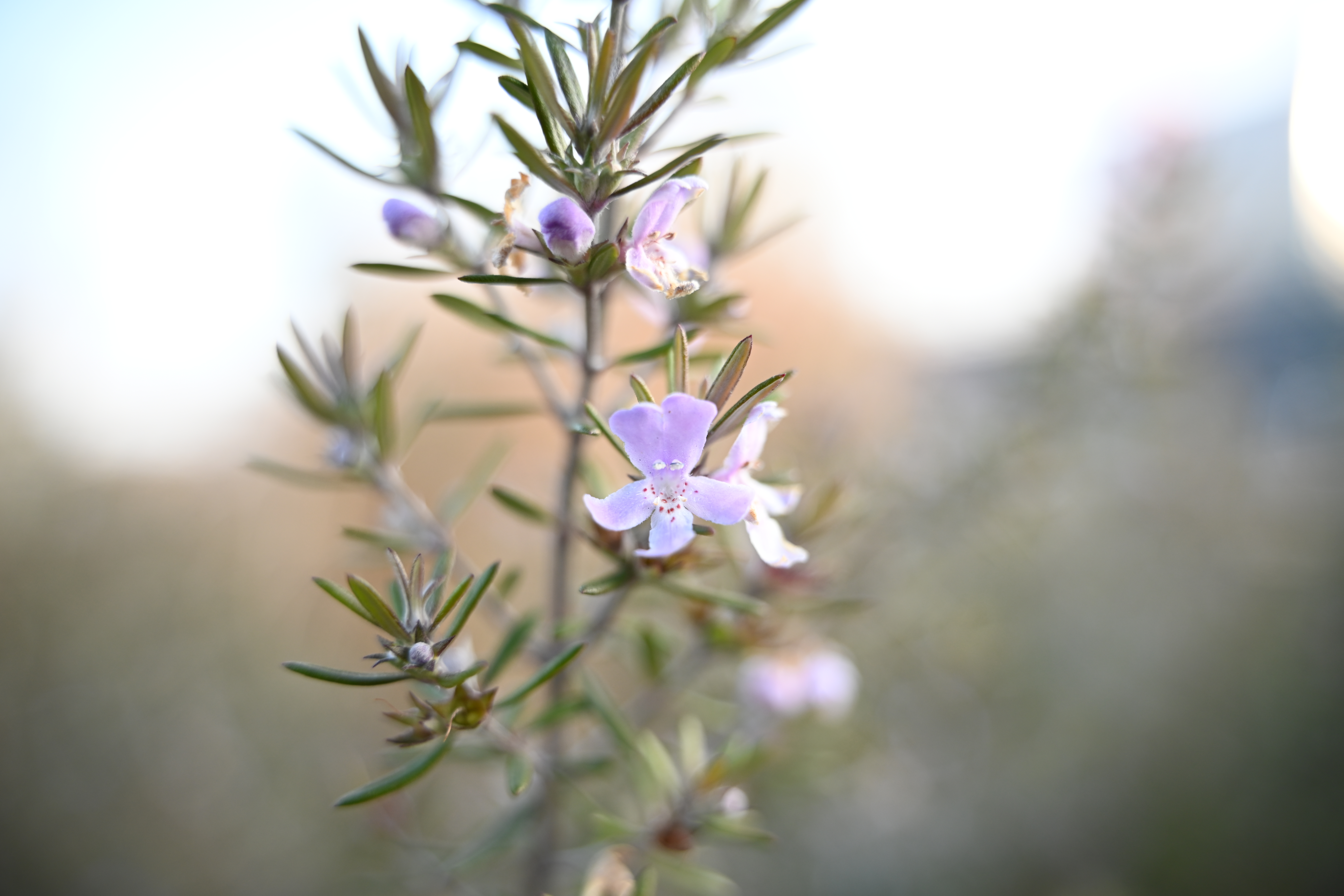 Z 7II　NIKKOR Z 28-75mm f/2.8（F2.8・1/320秒）ISO 250　28mm