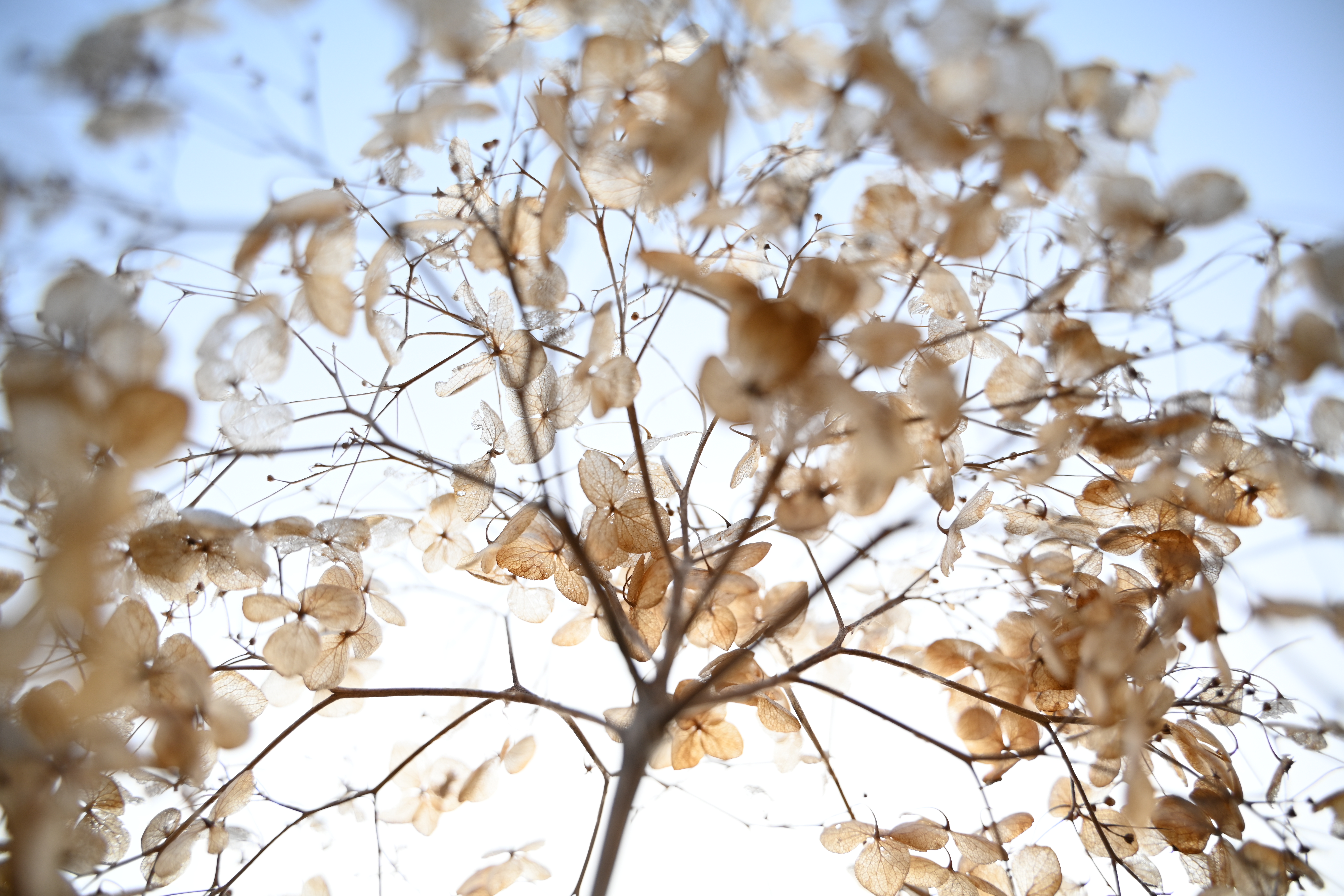 至近端から5cm程度離れた辺り。周辺部に妙な色づきは出ない。引いてよし、寄ってよしの美味しいレンズだ。<br>Z 7II　NIKKOR Z 28-75mm f/2.8（F2.8・1/640秒）ISO 250　28mm