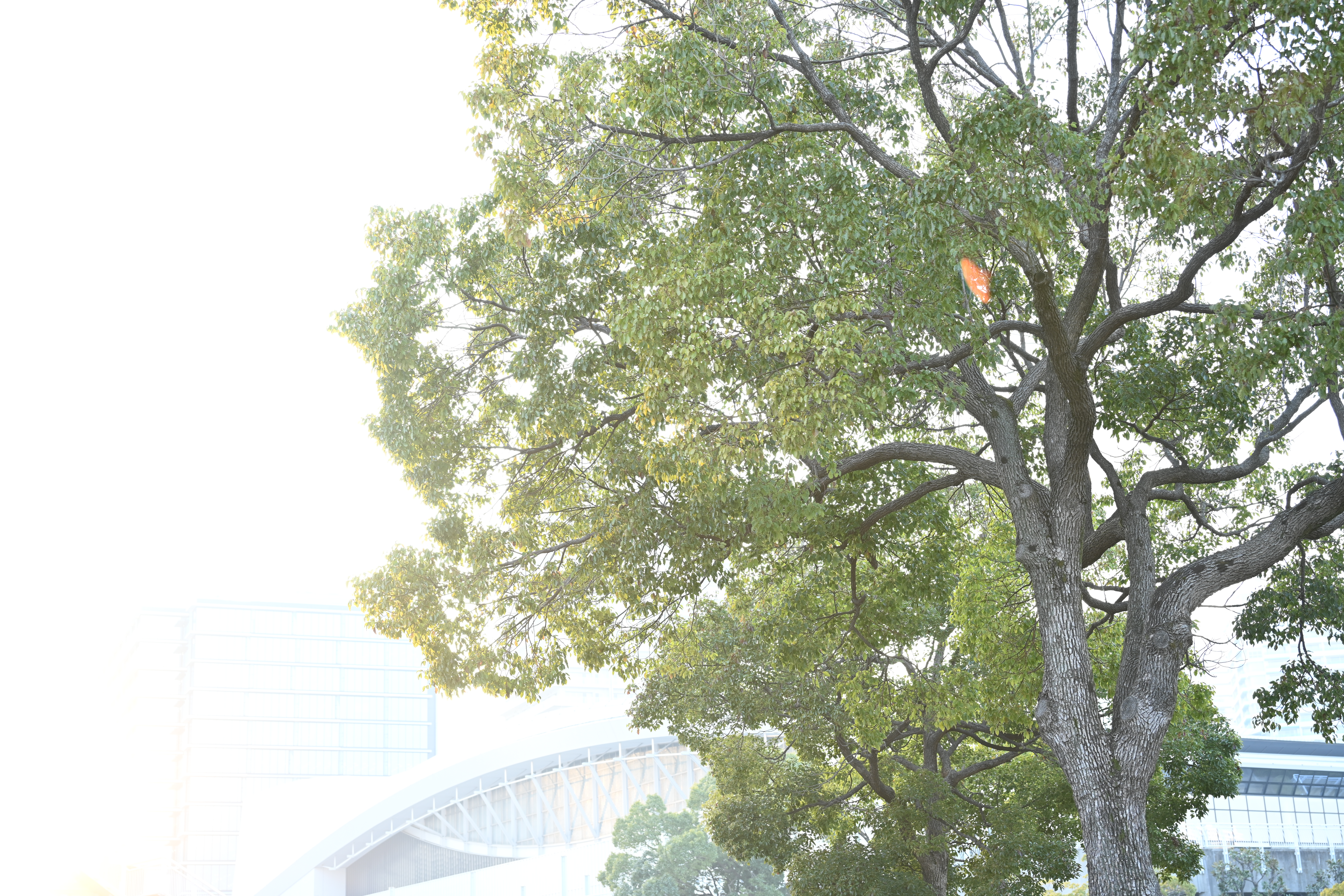 24-120mm f/4 S（F4）