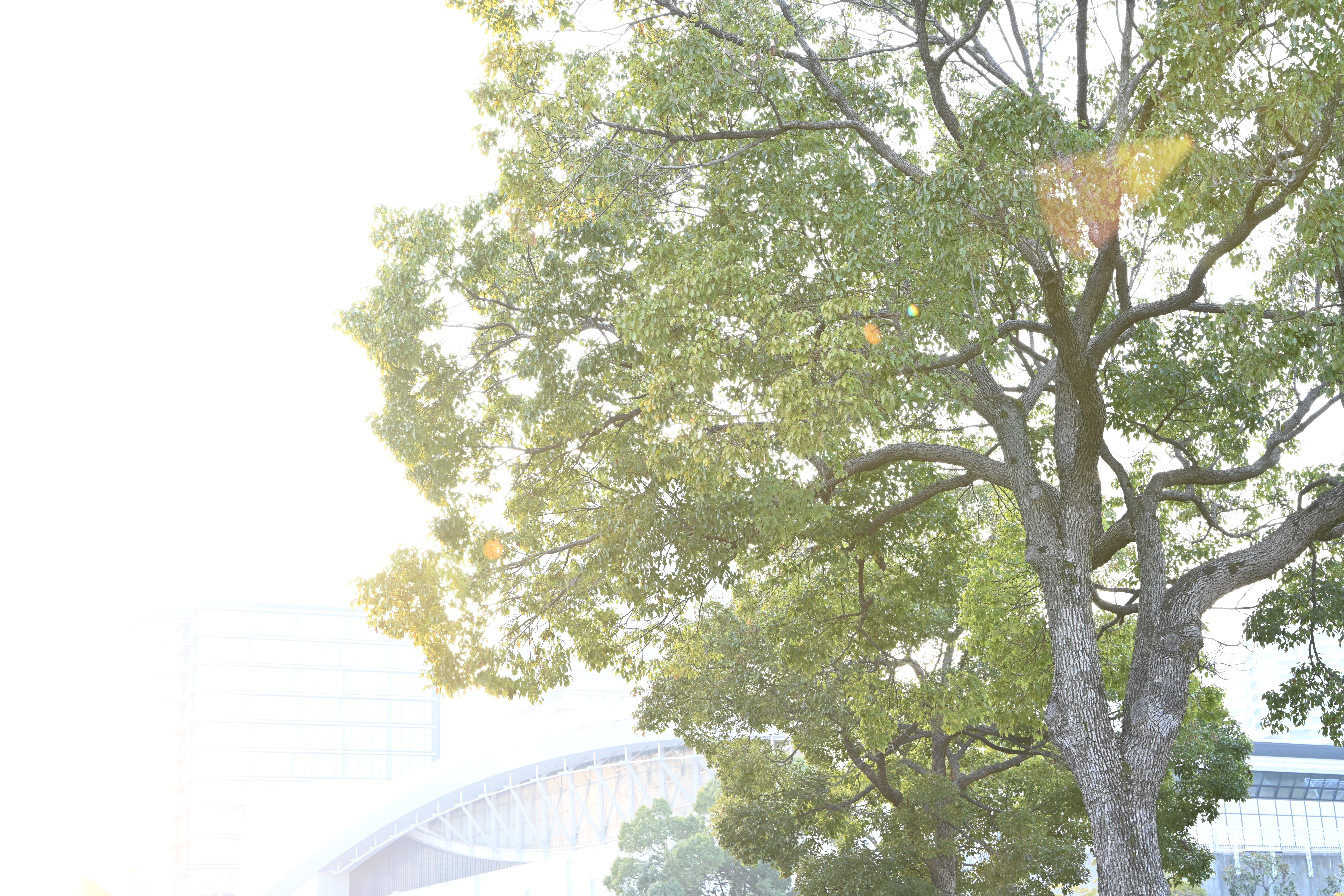 28-75mm f/2.8（F8）