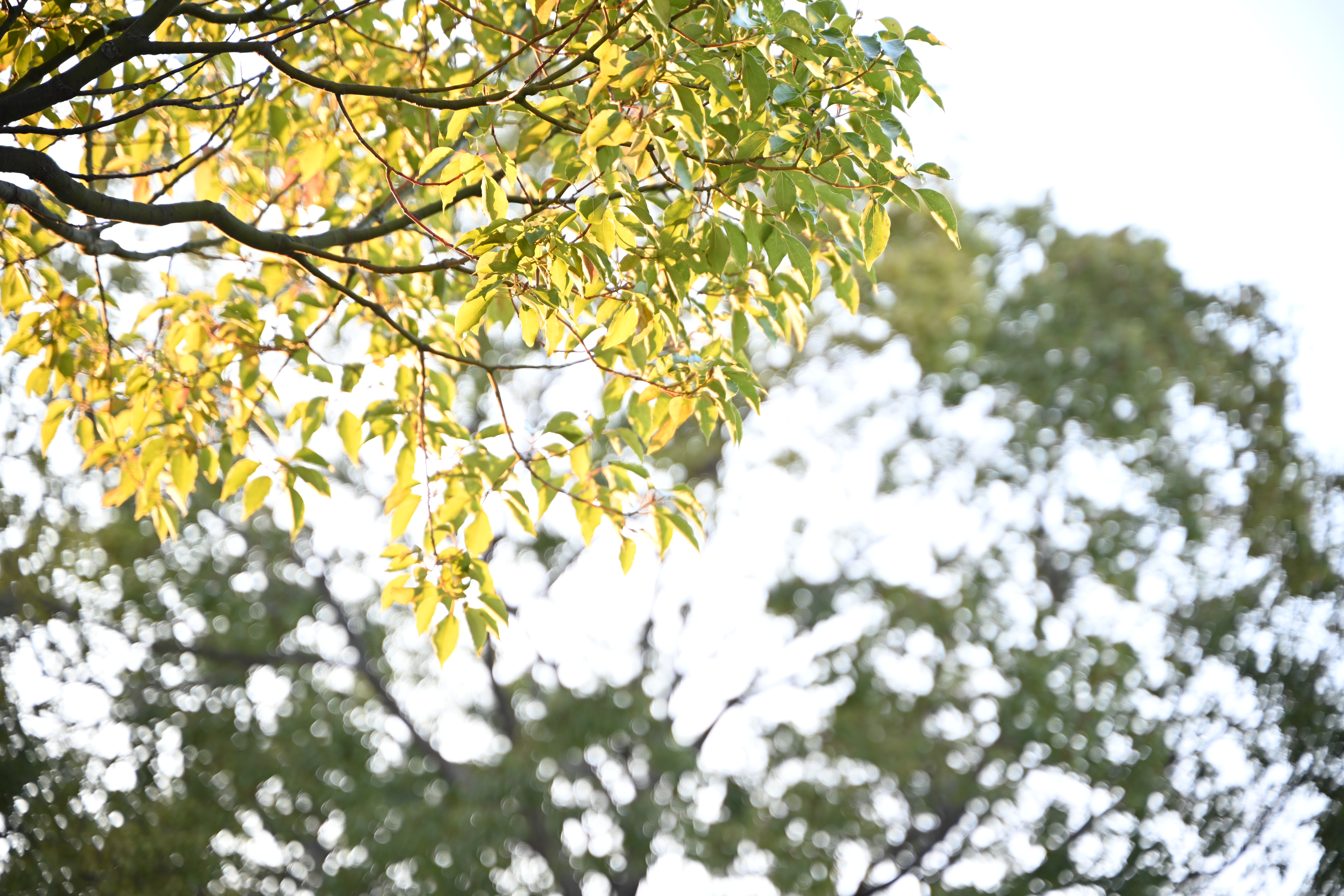 28-75mm f/2.8（F2.8）