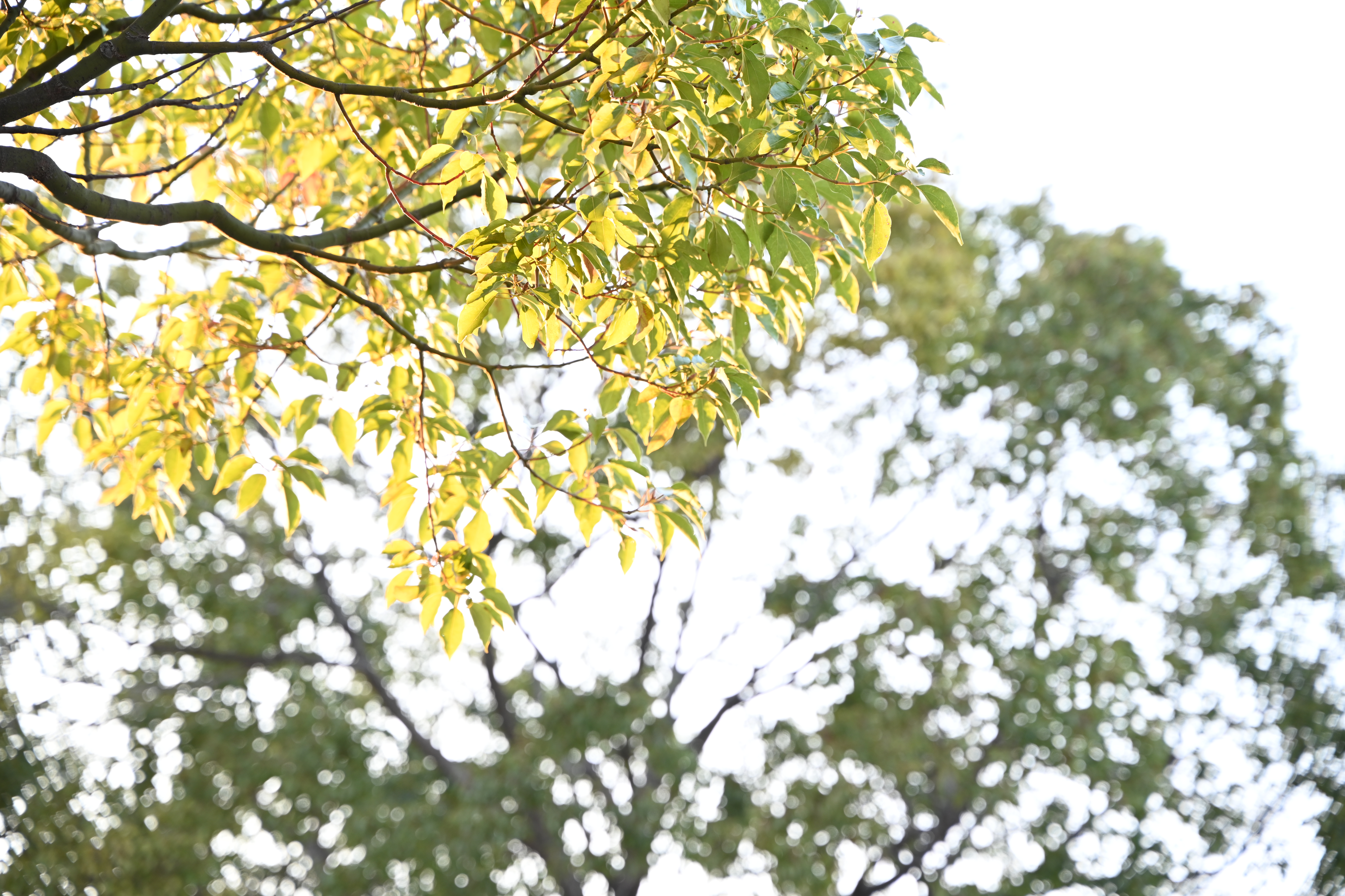 28-75mm f/2.8（F4）