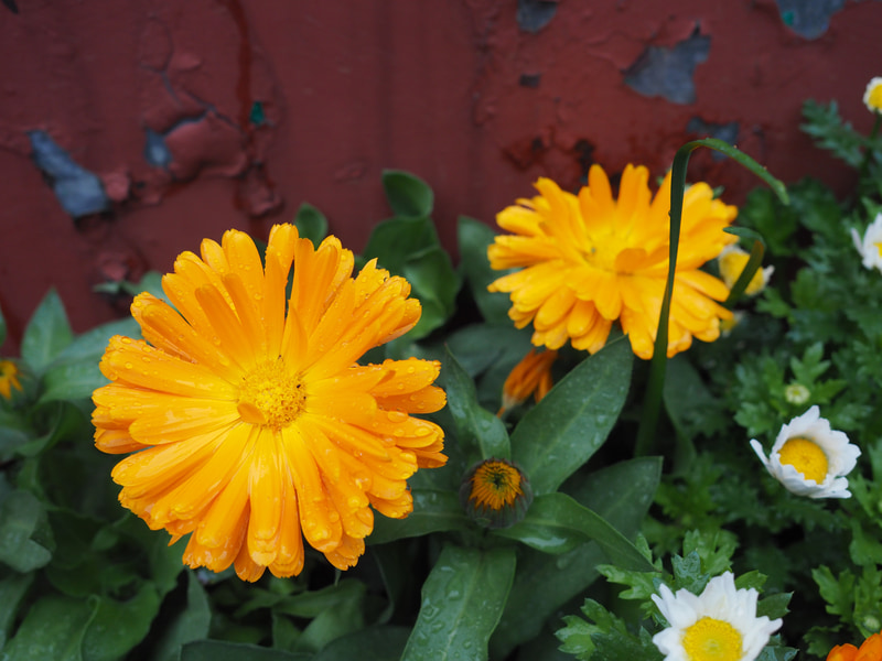 E-P1と同時に登場したM.ZUIKO DIGITAL 17mm F2.8は今も愛用してます。悪天候下ですが、よく写ります。光学系が全体繰り出しで無理がないからでしょうか。すでにディスコンで中古しかありませんが、居酒屋に行くのを一回我慢すれば買えるくらい不人気です。かわいそうです。<br>PEN-F　M.ZUIKO DIGITAL 17mm F2.8（F4・1/640秒）ISO 400