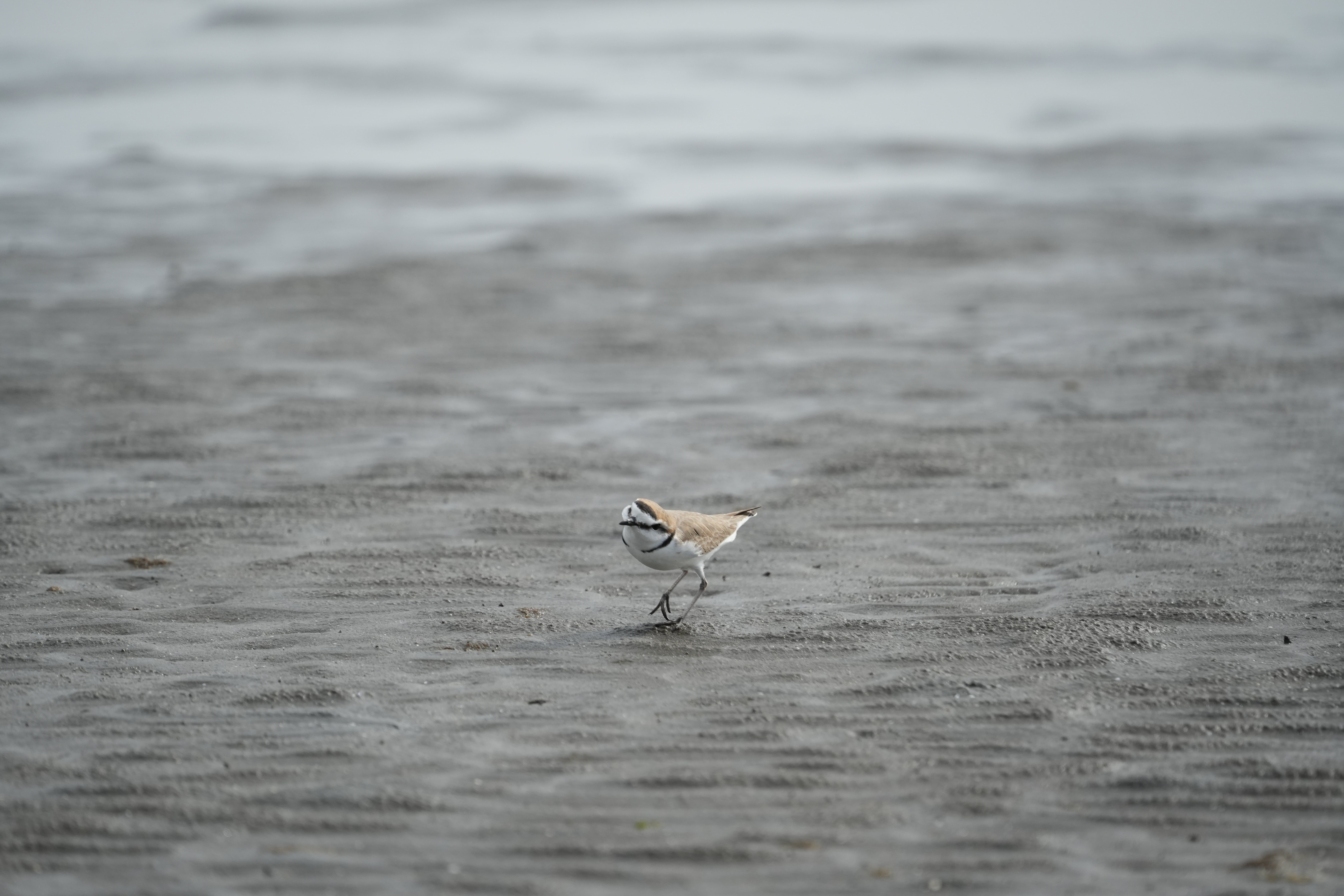 ソニーα7 IV　FE 70-300mm F4.5-5.6 G OSS（300mm・F7.1・1/2,000秒）ISO 800