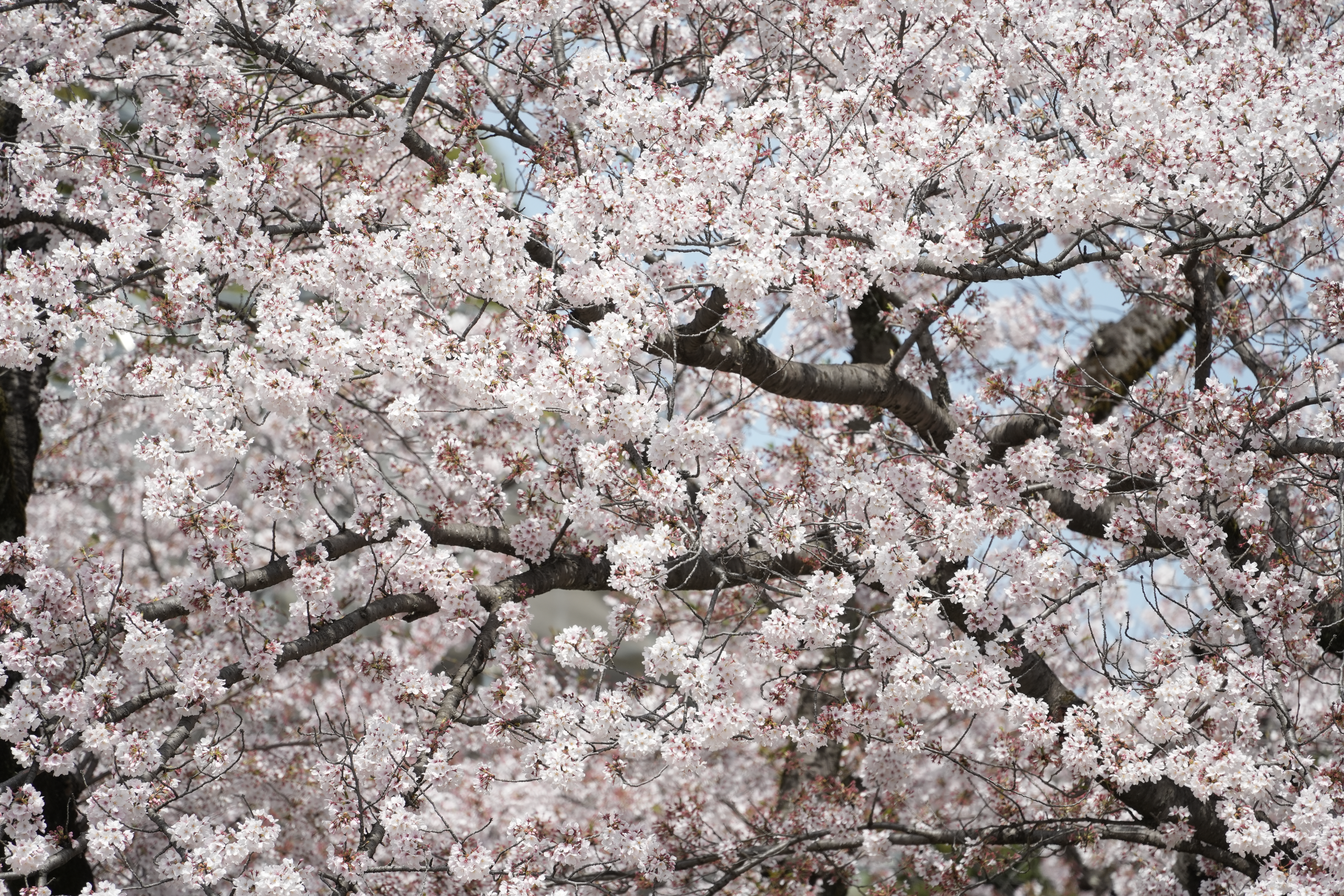 ソニーα7 IV　FE 70-300mm F4.5-5.6 G OSS（300mm・F5.6・1/1,600秒）ISO 400