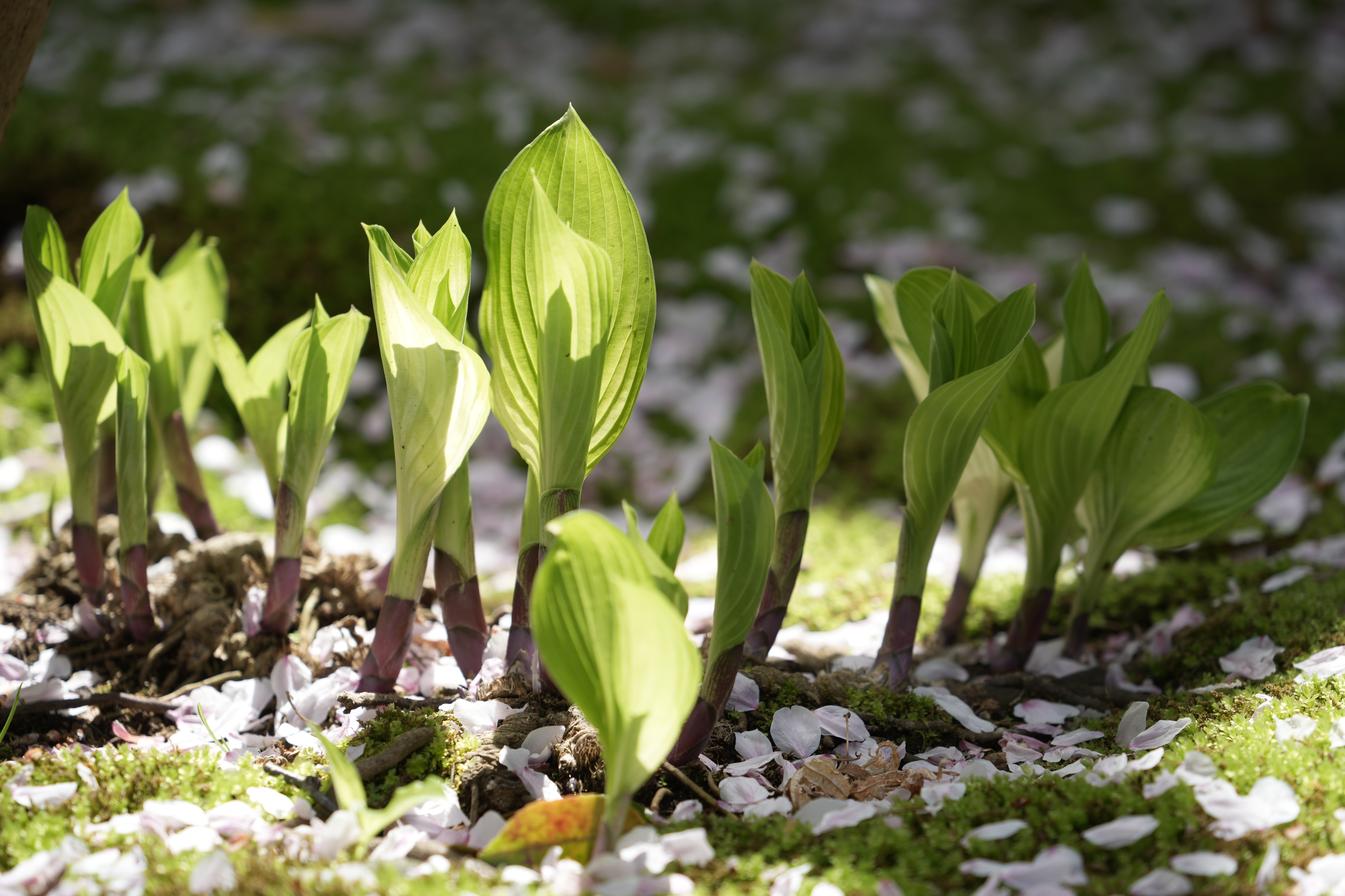 ソニーα7 IV　FE 70-300mm F4.5-5.6 G OSS（181mm・F5.6・1/160秒）ISO 100