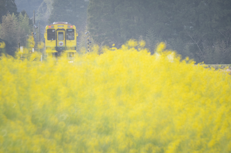 撮影：山下大祐<br>α1／SZ 500mm F8 Reflex MF／マニュアル露出（F8、1/250秒）／ISO 800／WB：太陽光