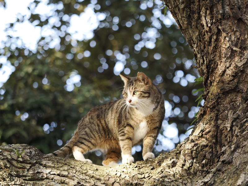 OM SYSTEM OM-1／M.ZUIKO DIGITAL ED 40-150mm F2.8 PRO／125mm（250mm相当）／絞り優先AE（F2.8、1/320秒、±0EV）／ISO 800／WB：オート