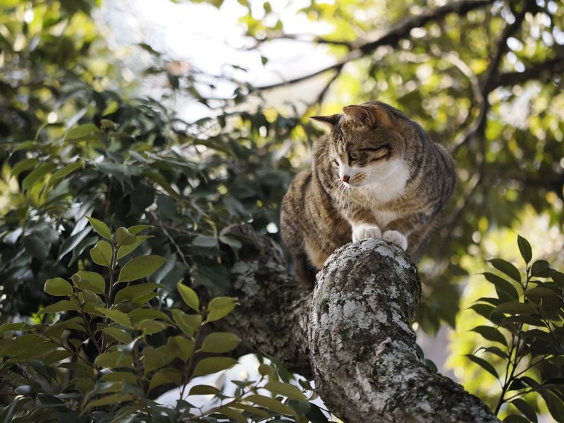 OM SYSTEM OM-1／M.ZUIKO DIGITAL ED 40-150mm F2.8 PRO／150mm（300mm相当）／絞り優先AE（F2.8、1/320秒、-0.3EV）／ISO 800／WB：オート