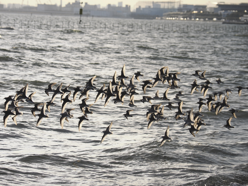 OM SYSTEM OM-1／M.ZUIKO DIGITAL ED 12-100mm F4.0 IS PRO／100mm（200mm相当）／シャッター優先AE（F5、1/2,000秒、＋0.3EV）／ISO 400／WB：オート