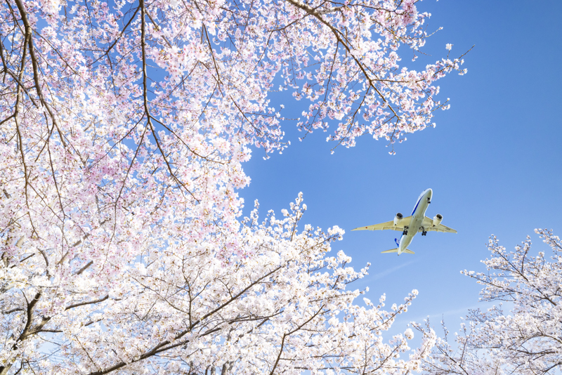 桜とボーイング787の世界。広角レンズでも三脚で構図がずれないように固定し、被写体を確実に止める。センターポールによる微調整が役立ったシーンだ<br><span class="fnt-85">EOS R5／RF15-35mm F2.8L IS USM／24mm／マニュアル露出（F8、1/800秒）／ISO 1250／WB:オート</span>