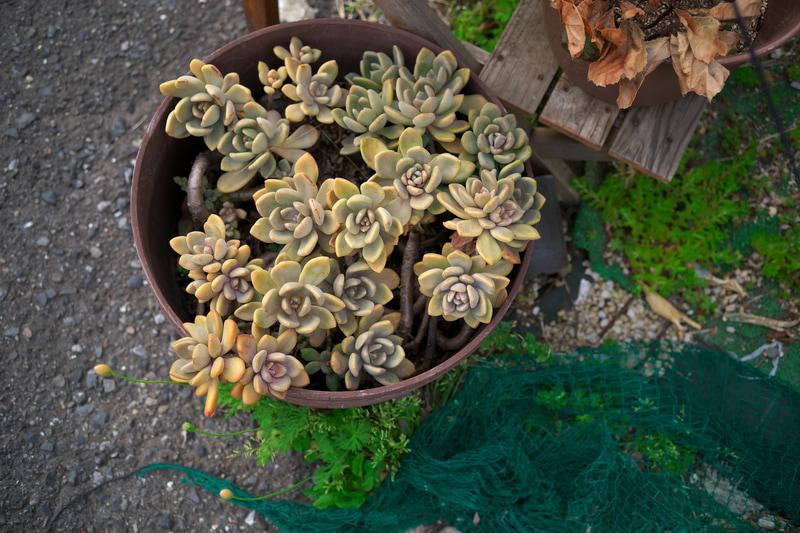 距離計連動は0.7mです。ミラーレス機を普段使う方は物足りないかもしれませんが、制約のある中でなんとかするレンズでもあります。開放絞りですが、とても落ち着いた描写です。<br>M10-P　HELIAR 40mm F2.8 Aspherical（F2.8・1/250秒）ISO 400