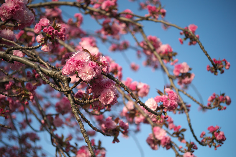合焦点は「おっ」と声が出るくらいの切れ込みの良さで、品格すら感じさせます。大口径ではないのでボケはさほど大きくありませんが、嫌味のない良い再現です。鏡筒はクラシックなのに中身の光学系は最新というそのギャップが楽しいわけです。<br>M9　HELIAR 40mm F2.8 Aspherical（F2.8・1/3,000秒）ISO 400