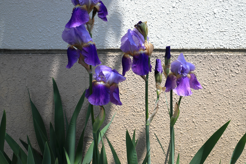 階調のつながりを見てやろうということで、明暗差の大きなイジワルな光線状態で撮影していますが、完璧じゃないですかねえ。フルサイズの余裕というやつでしょうかねえ。<br>EOS R　RF35mm F1.8 MACRO IS（F8・1/500秒）ISO 200
