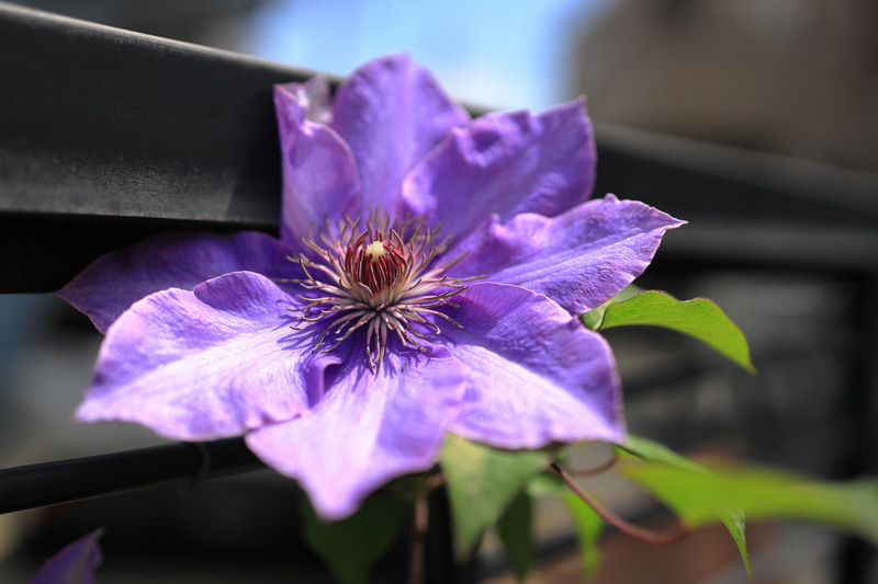 このレンズ、見かけによらずものすごくよく写るわけです。薄膜が取れたようなクリアさです。手放せない一本ですね。<br>EOS R　RF35mm F1.8 MACRO IS（F2.8・1/3,200秒）ISO 100