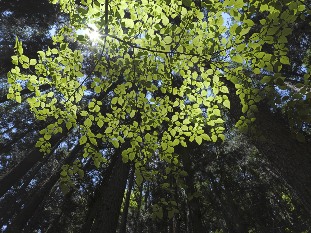 透過する森の開放感も新緑ならではの魅力だ。見上げることによって首や腰などの負担が大きくなるが、LM-364CLは自分の背丈より脚が伸び、無理な態勢を回避できるため、身体への負担が極めて少なくなる<br><span class="fnt-85">GFX 50S／GF32-64mmF4 R LM WR／32mm（25mm相当）／絞り優先AE（F16、1/100秒、－0.7EV）／ISO 400／WB：オート</span>