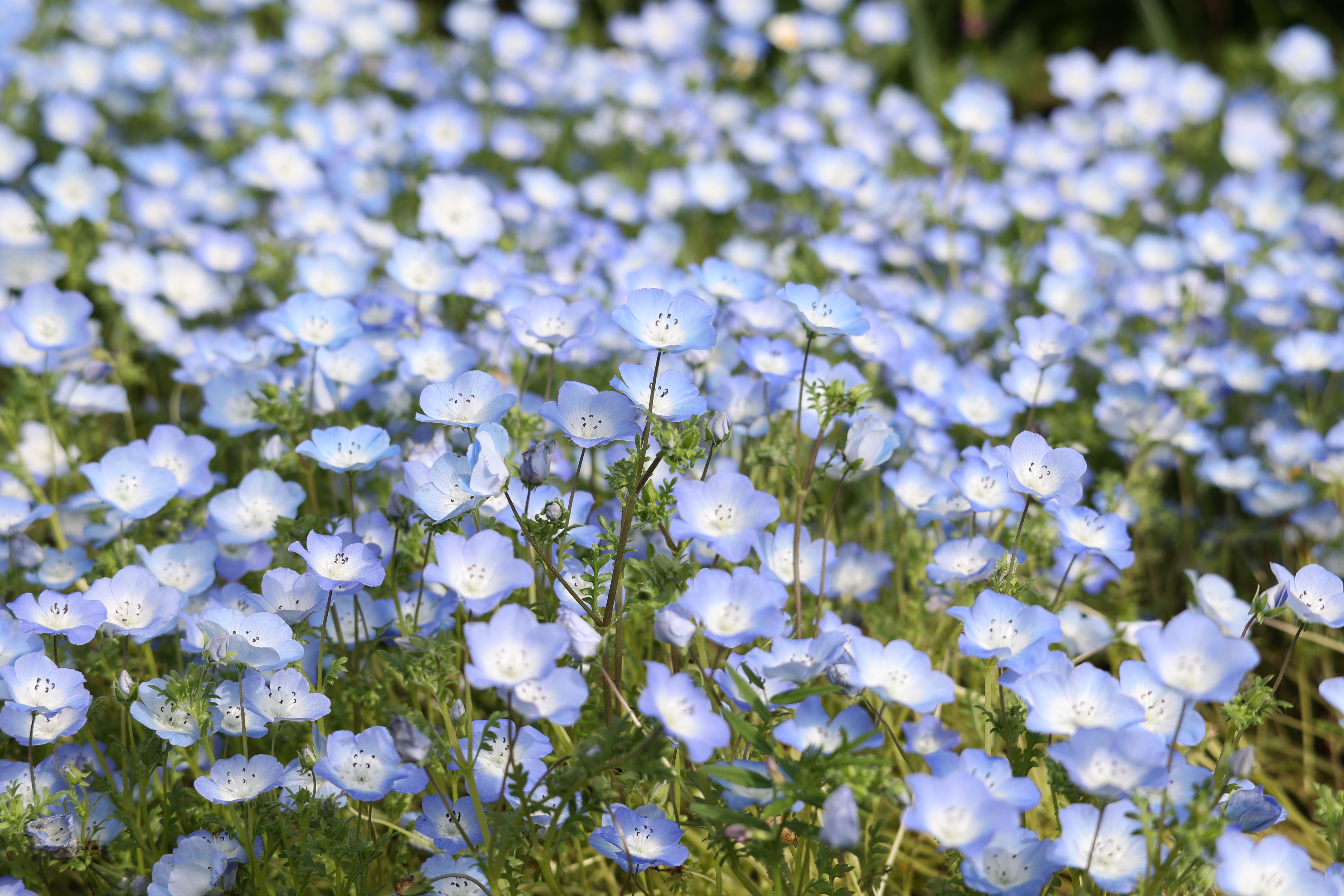 EOS R6　RF100-400mm F5.6-8 IS USM（F8・1/200秒）ISO 100　100mm