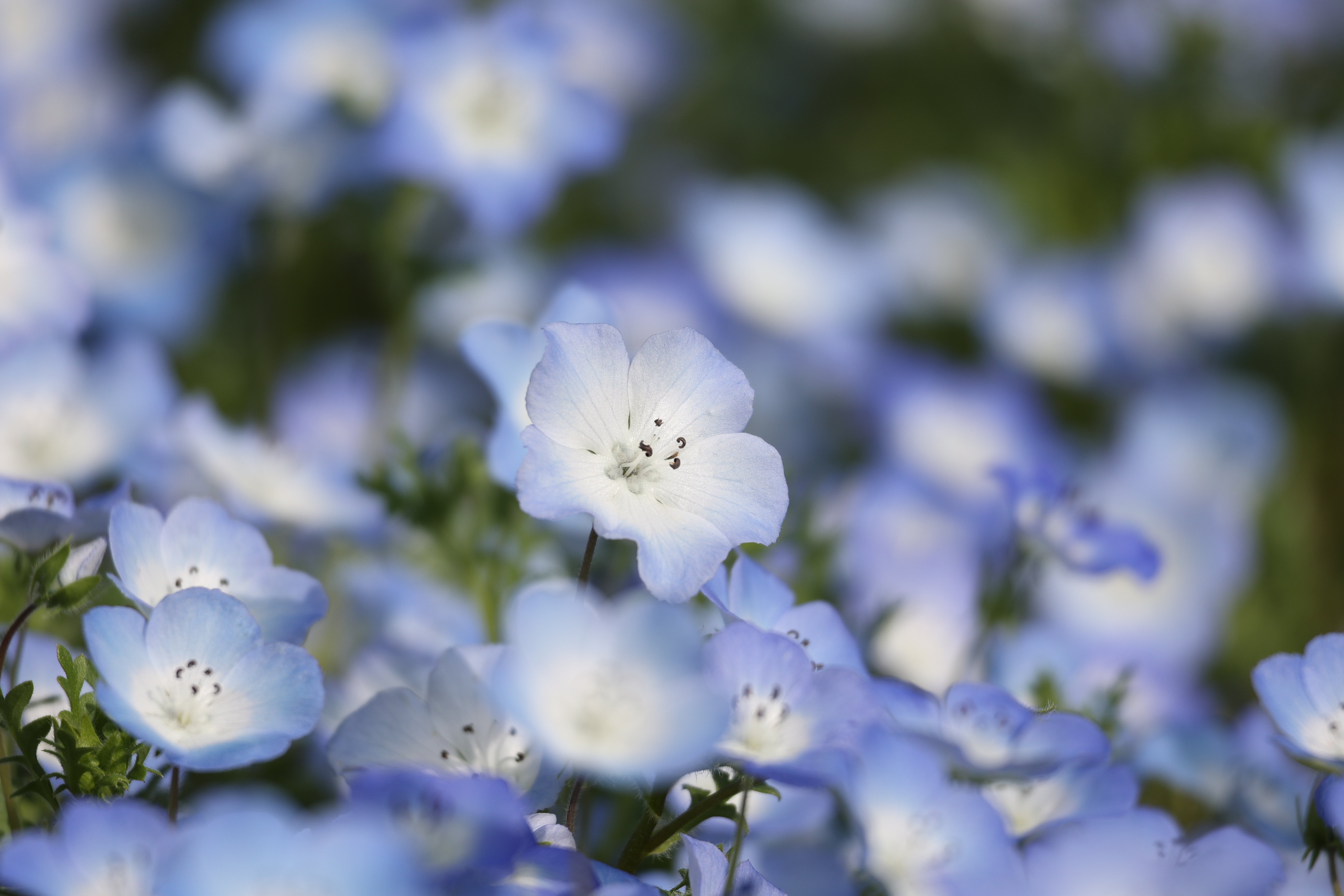 EOS R6　RF100-400mm F5.6-8 IS USM（F8・1/500秒）ISO 100　400mm