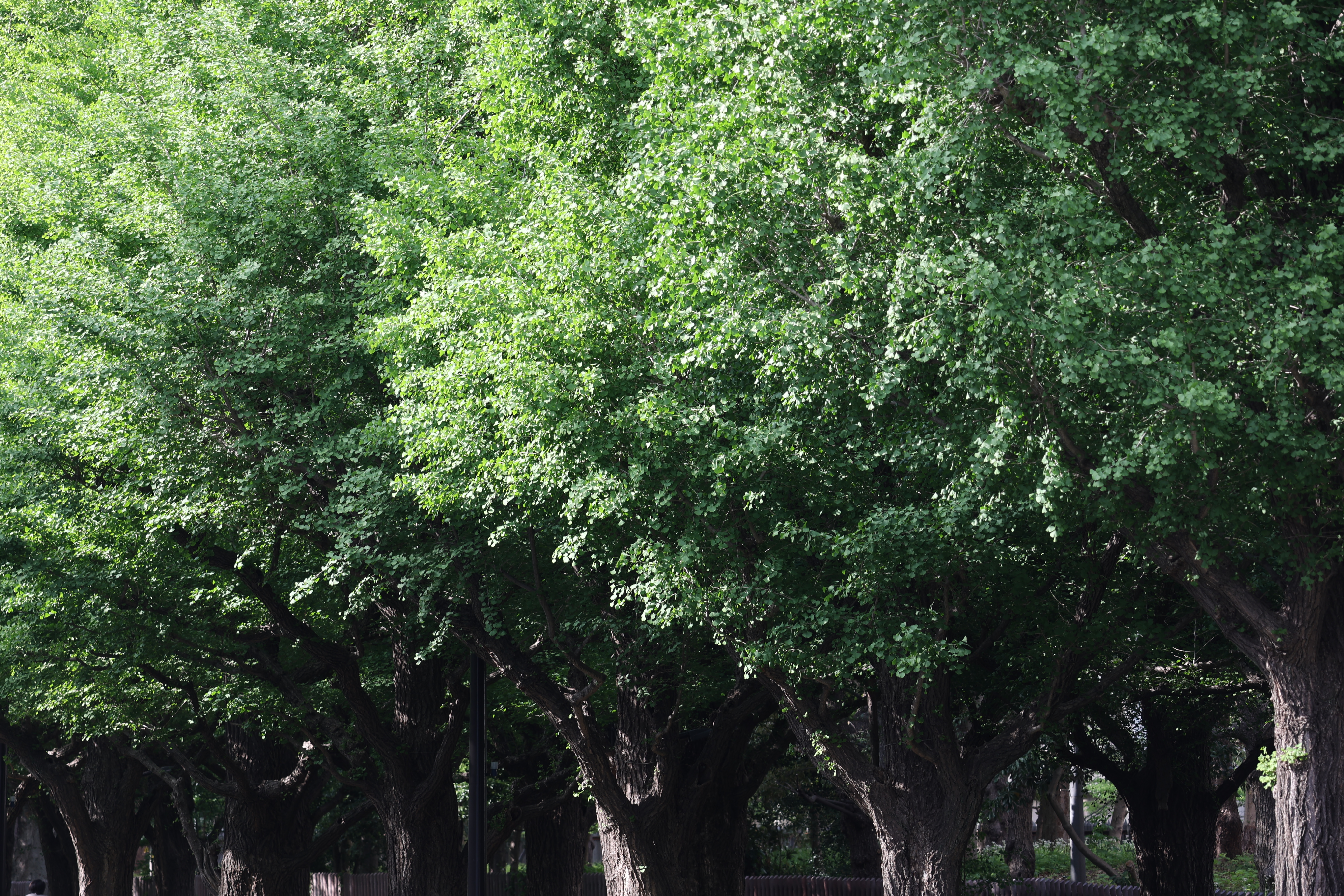 EOS R6　RF100-400mm F5.6-8 IS USM（F8・1/50秒）ISO 100　200mm