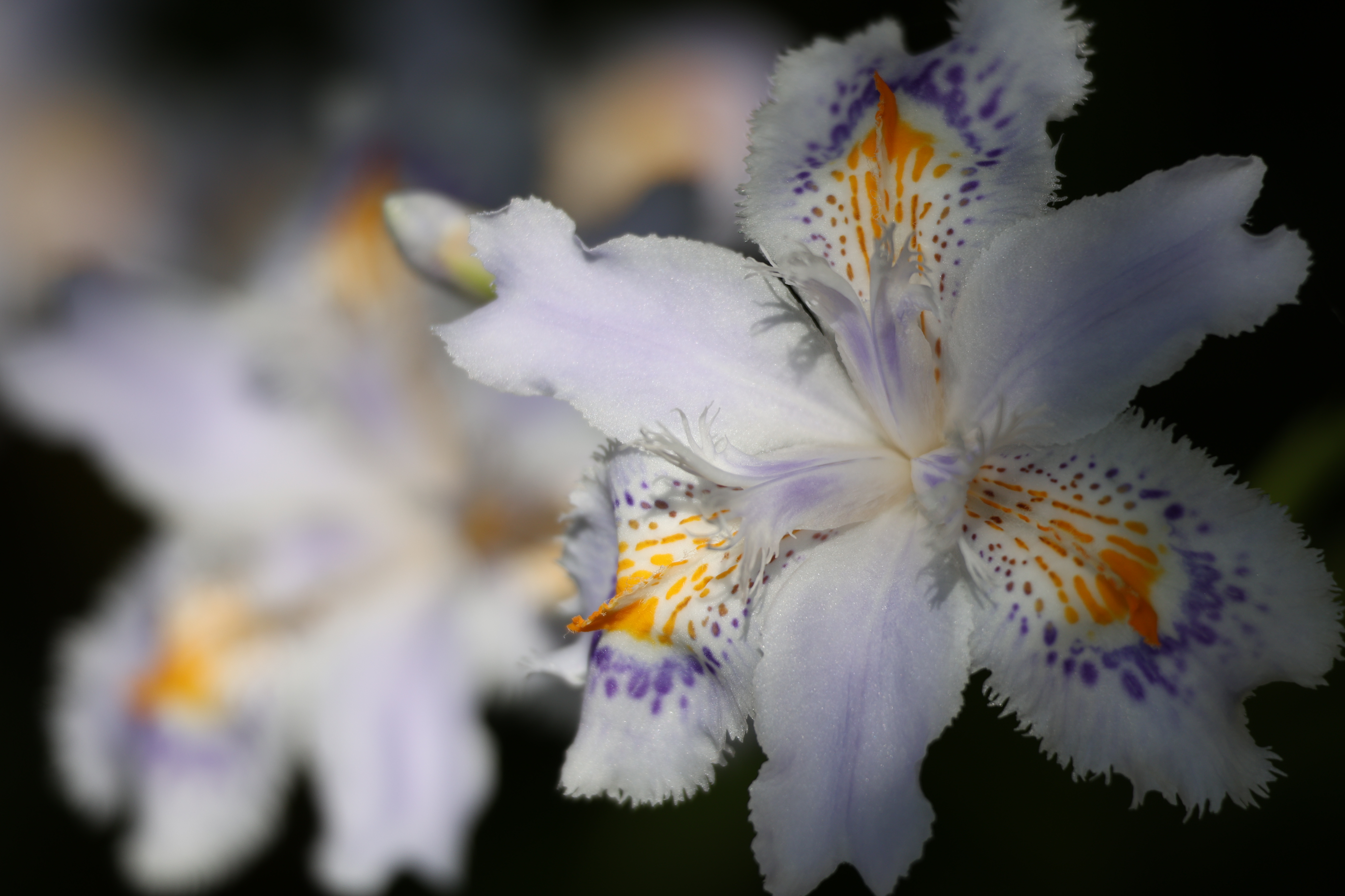 EOS R6　RF100-400mm F5.6-8 IS USM（F8・1/640秒）ISO 160　400mm