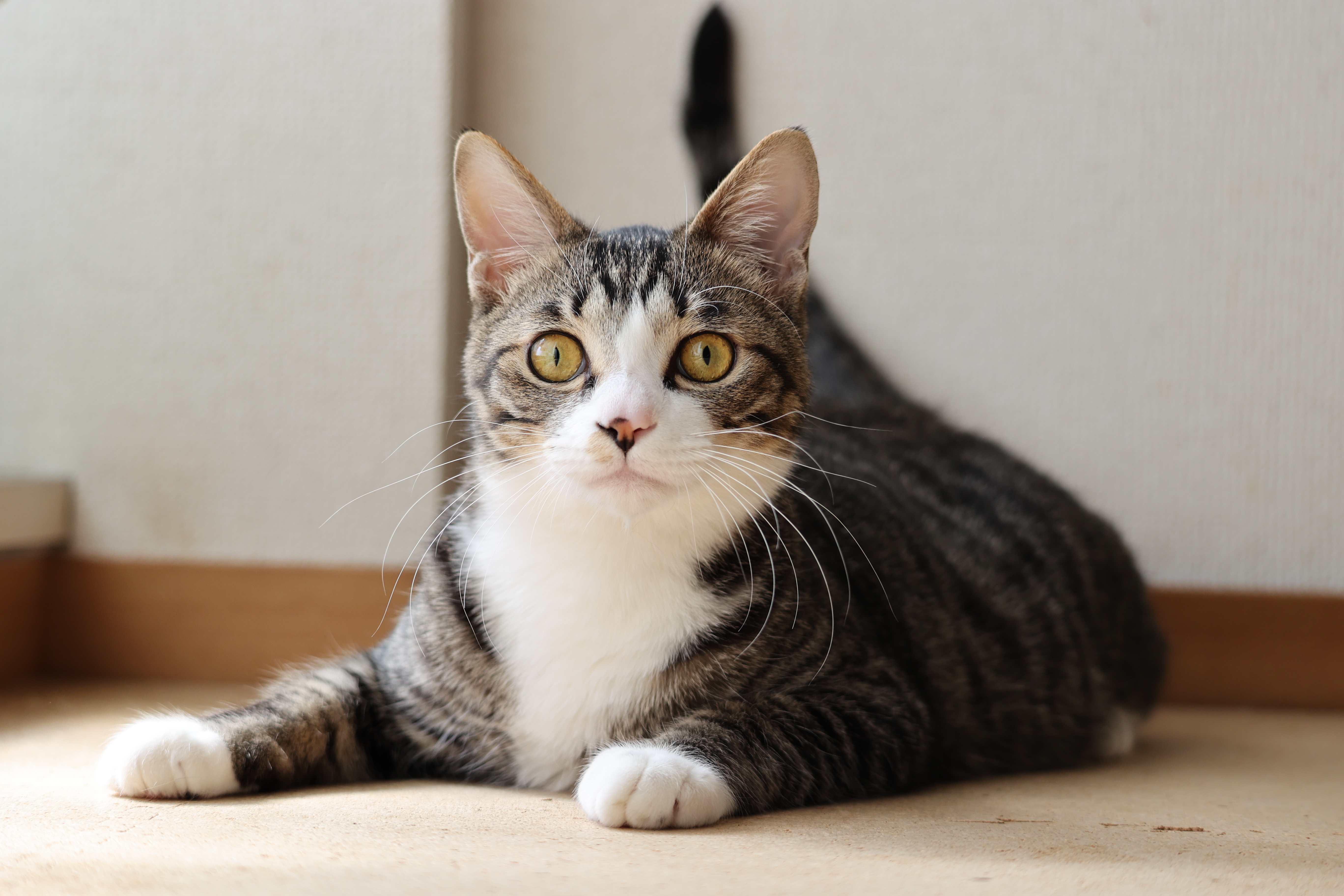 EOS R6　RF100-400mm F5.6-8 IS USM（F5.6・1/125秒）ISO 400　100mm