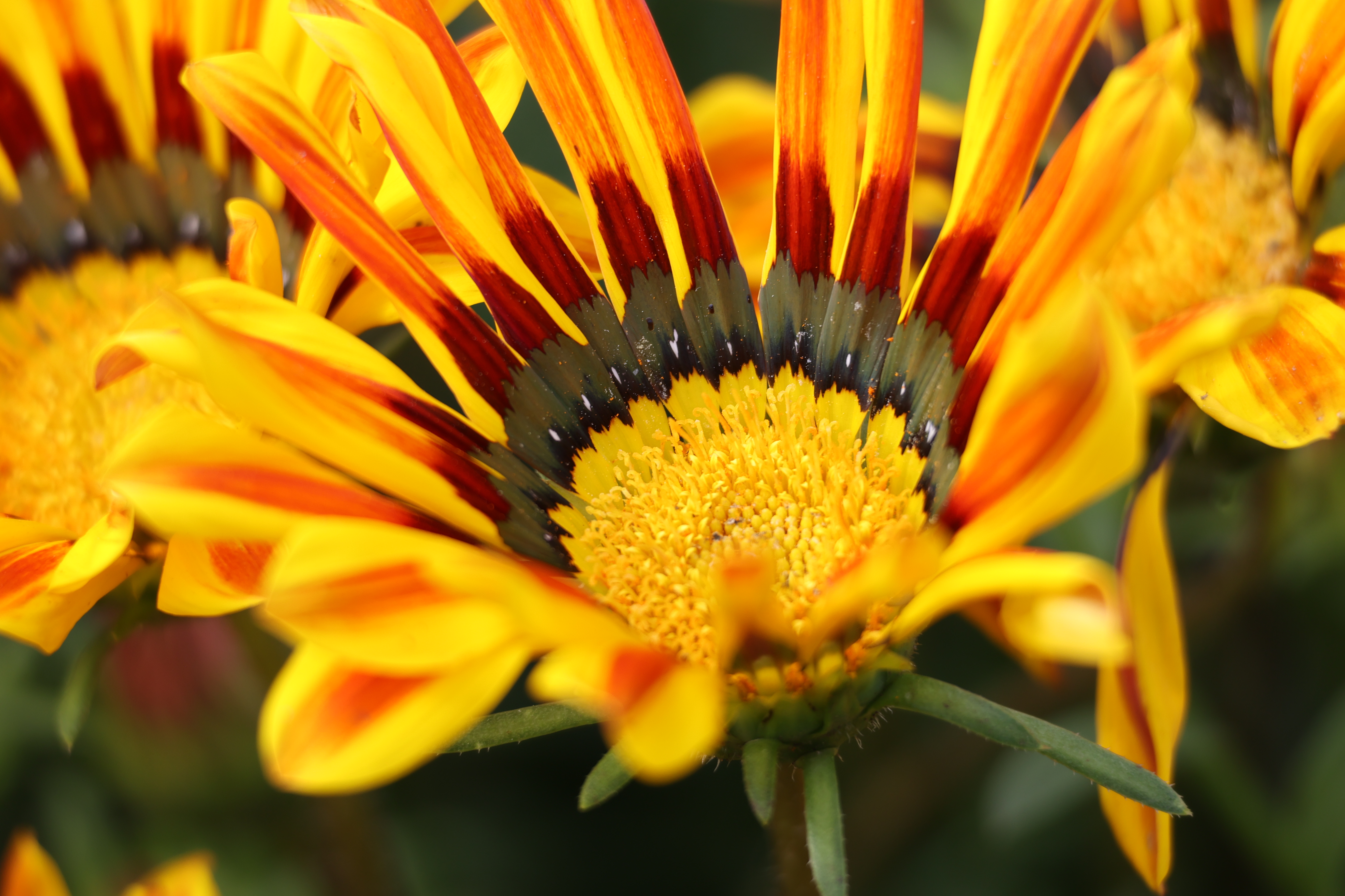 EOS R6　RF100-400mm F5.6-8 IS USM（F8・1/250秒）ISO 400　400mm