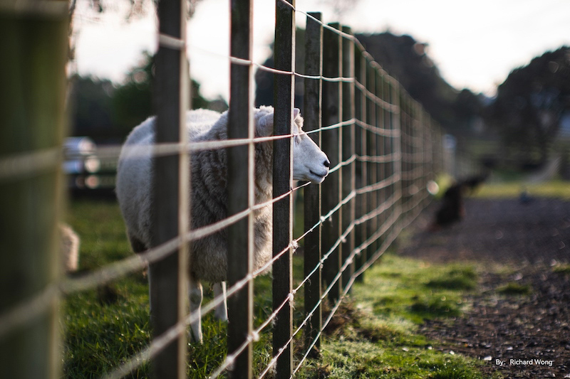 サンプル画像（焦点工房提供）