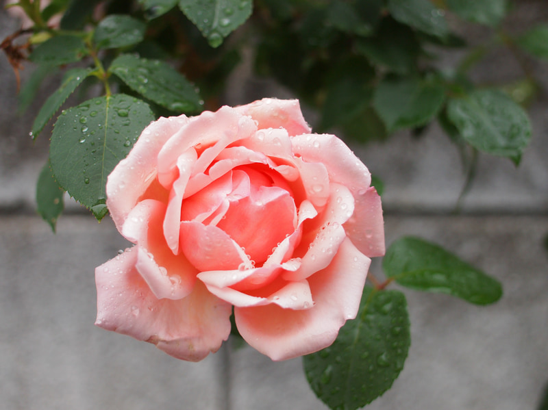 登場からそれなりに時間を経ているパンケーキの25mmレンズですが、高い性能であります。これ、20mmにしておいたらよかったんじゃないですかねえ。<br>E-5　ZUIKO DIGITAL 25mm F2.8（F3.2・1/400秒）ISO 400