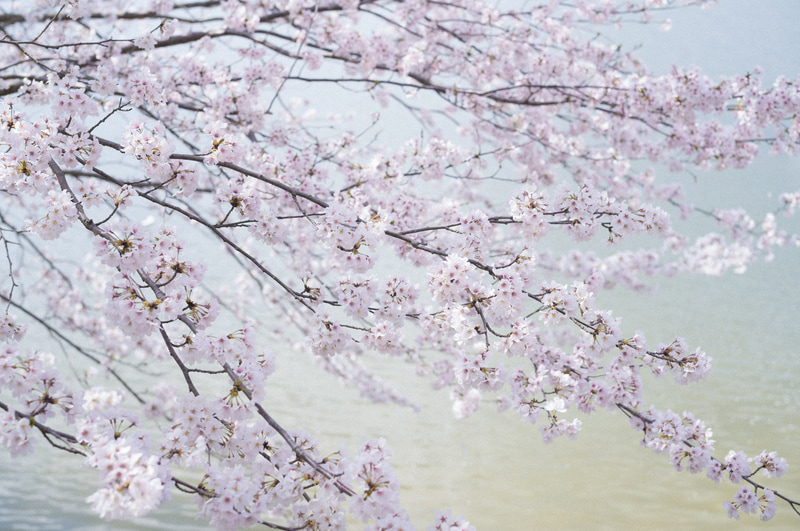 池にせり出すように咲いていた桜が美しかった。朝の光がさんさんと降り注ぎ、水面は桜をたたえるように輝いていた。<br>ライカM11　アポ・ズミクロンM f2/50mm ASPH.（F13・1/1,000秒）ISO 400