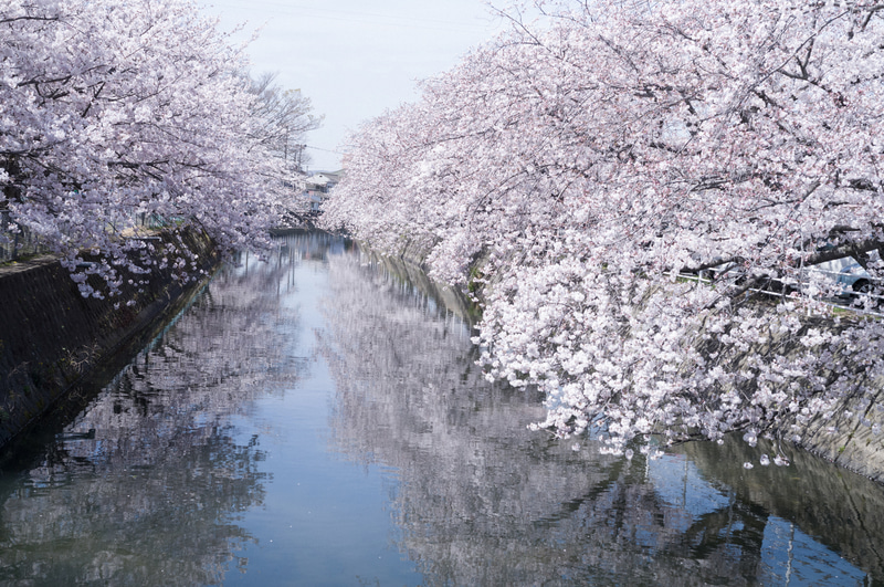 川の両岸から覆う桜のリフレクション。水面に映った世界をシャープに描写することで、2つの世界を見せることができた。<br>ライカM11　アポ・ズミクロンM f2/50mm ASPH.（F4・1/4,000秒）ISO 800