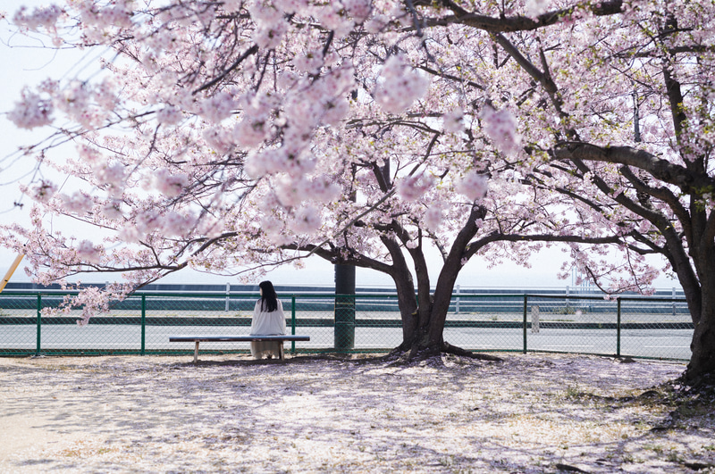 桜が散りはじめた春の公園。前ボケとなった花のかたまりと、隅々の花びらまで描写された桜の絨毯はあたり一帯を明るく染めていた。桜は散ってもなお美しい。<br>ライカM11　アポ・ズミクロンM f2/50mm ASPH.（F4・1/1,500秒）ISO 200