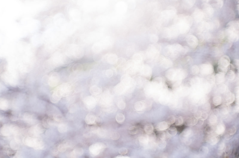 太陽が高くなった正午に優しい春の色を撮りたくて、ピントをあえて桜に合わせずにアウトフォーカスの状態で撮影。レンズの特徴であるソフトフォーカスが功を奏して、春の輝きが画面いっぱいに広がった。<br>ライカM11　タンバールM f2.2/90mm（F2.2・1/350秒）ISO 64