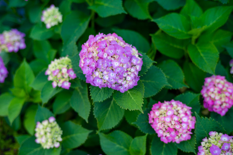 標準のゾナーレンズでも、ボケにはクセがないですね。絞りを開放でも合焦点の鮮鋭さは素晴らしく。ボケは輪郭の滲みがいい感じですね。レンジファインダーライカを使うんだったらこのレンズ、おすすめです。間違いなくプラナーやライカのズミルックスとは異なる描写をします。<br>M10-P　C Sonnar T*1,5/50 ZM（F1.5・1/1,000秒）ISO 160