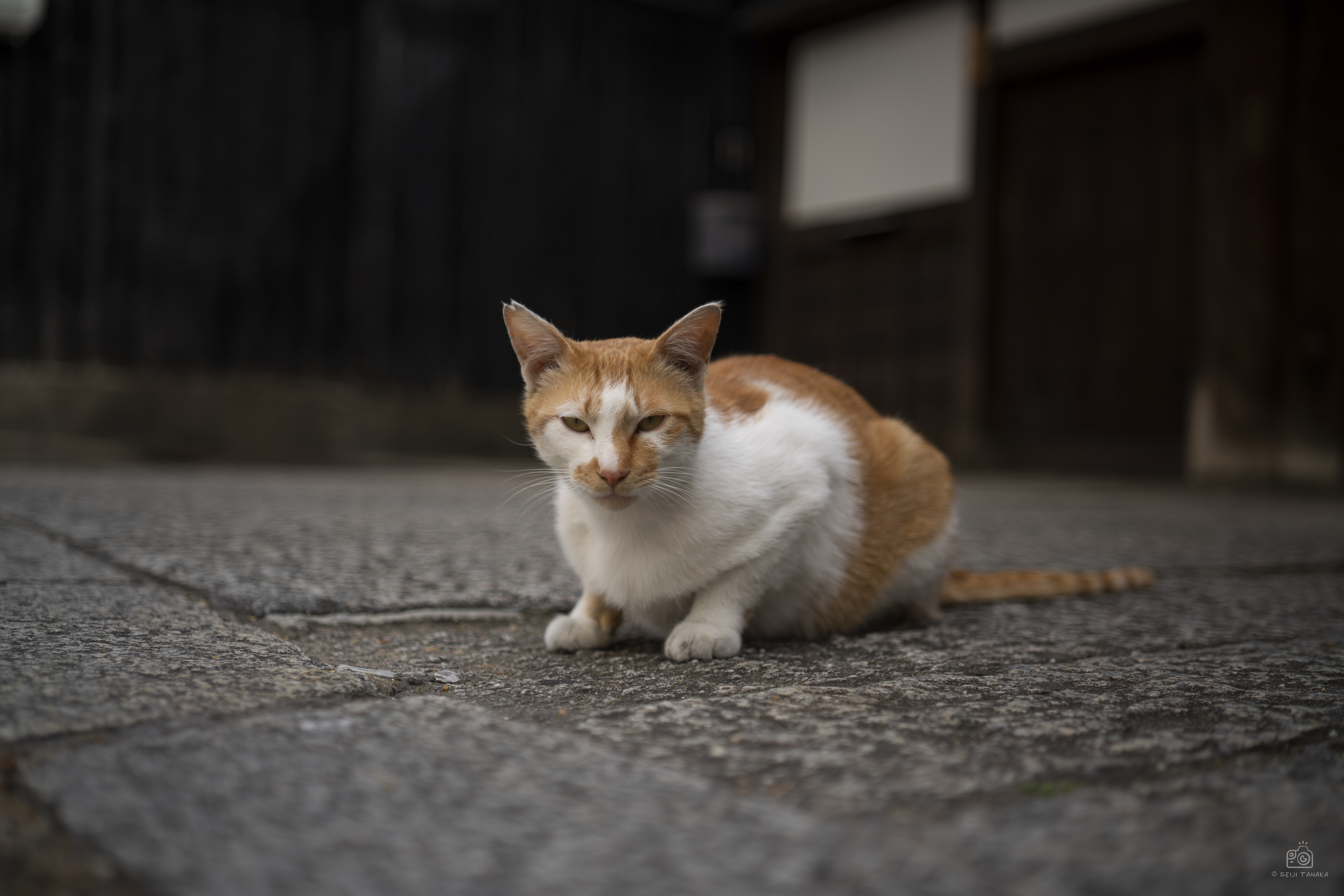 α7R III／絞り優先AE（1/800秒・F2.0・±0.0EV）／ISO 100