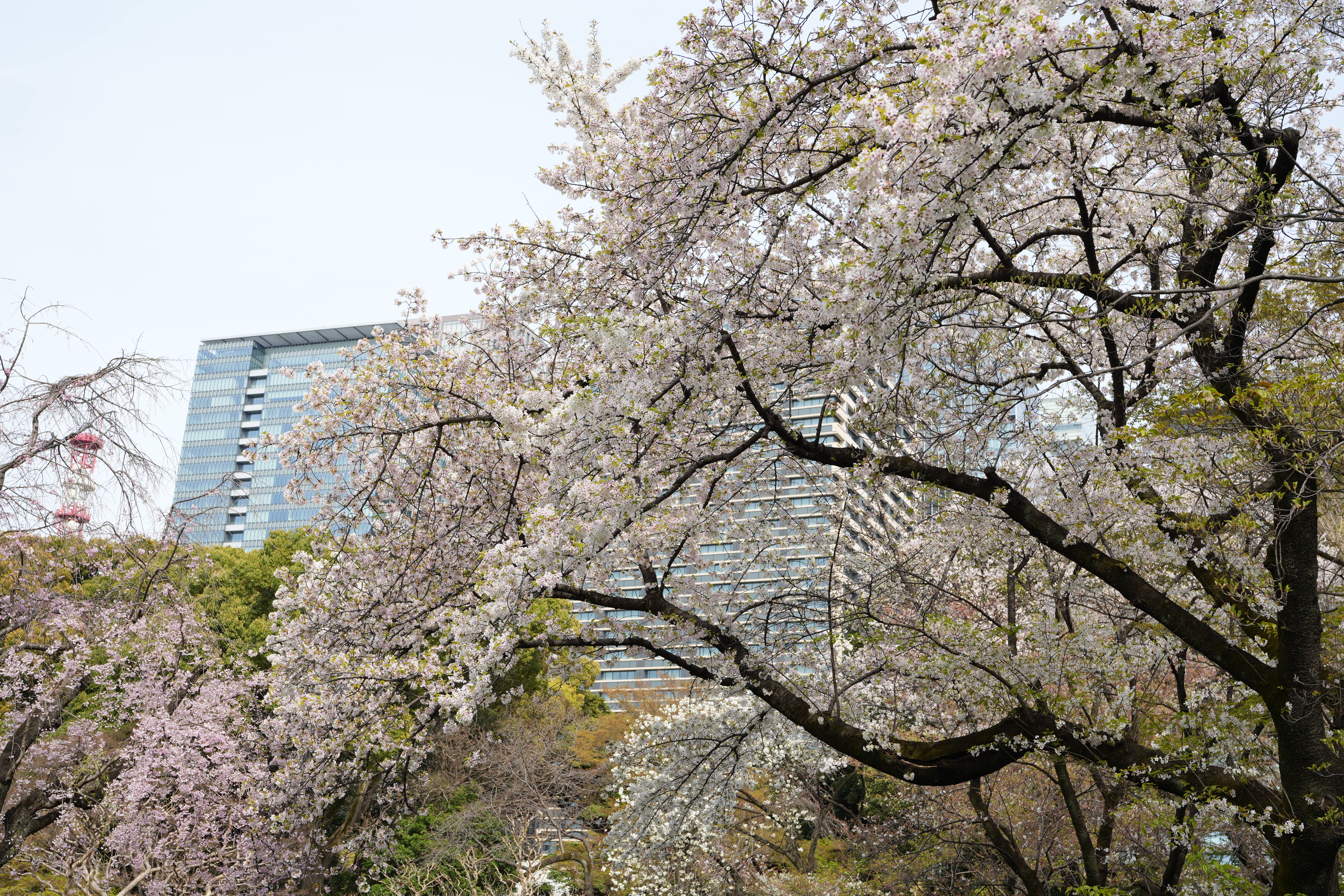 α7 IV　FE 40mm F2.5 G（F5.6・1/250秒）ISO 100