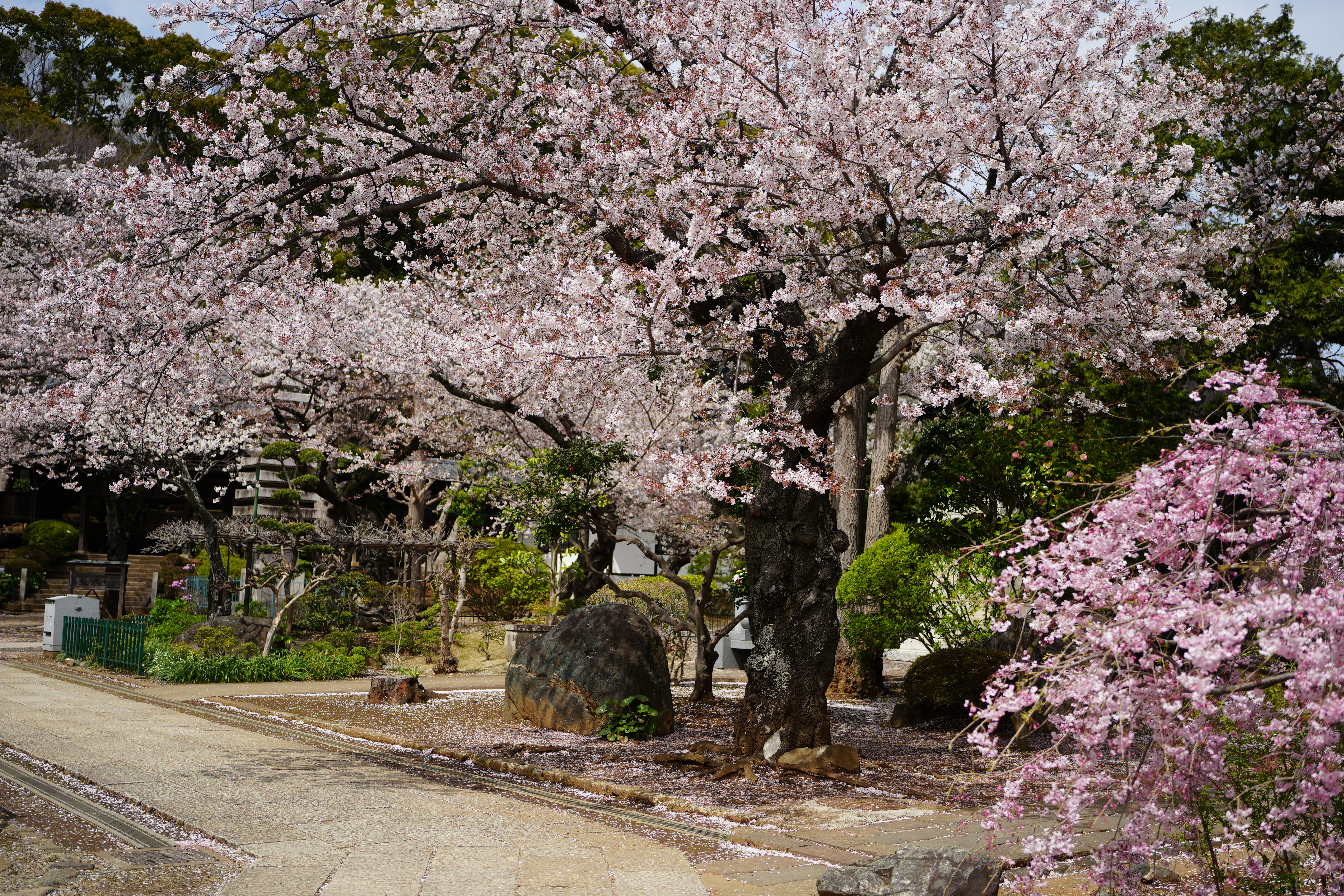 α7 IV　FE 40mm F2.5 G（F2.5・1/2,500秒）ISO 100