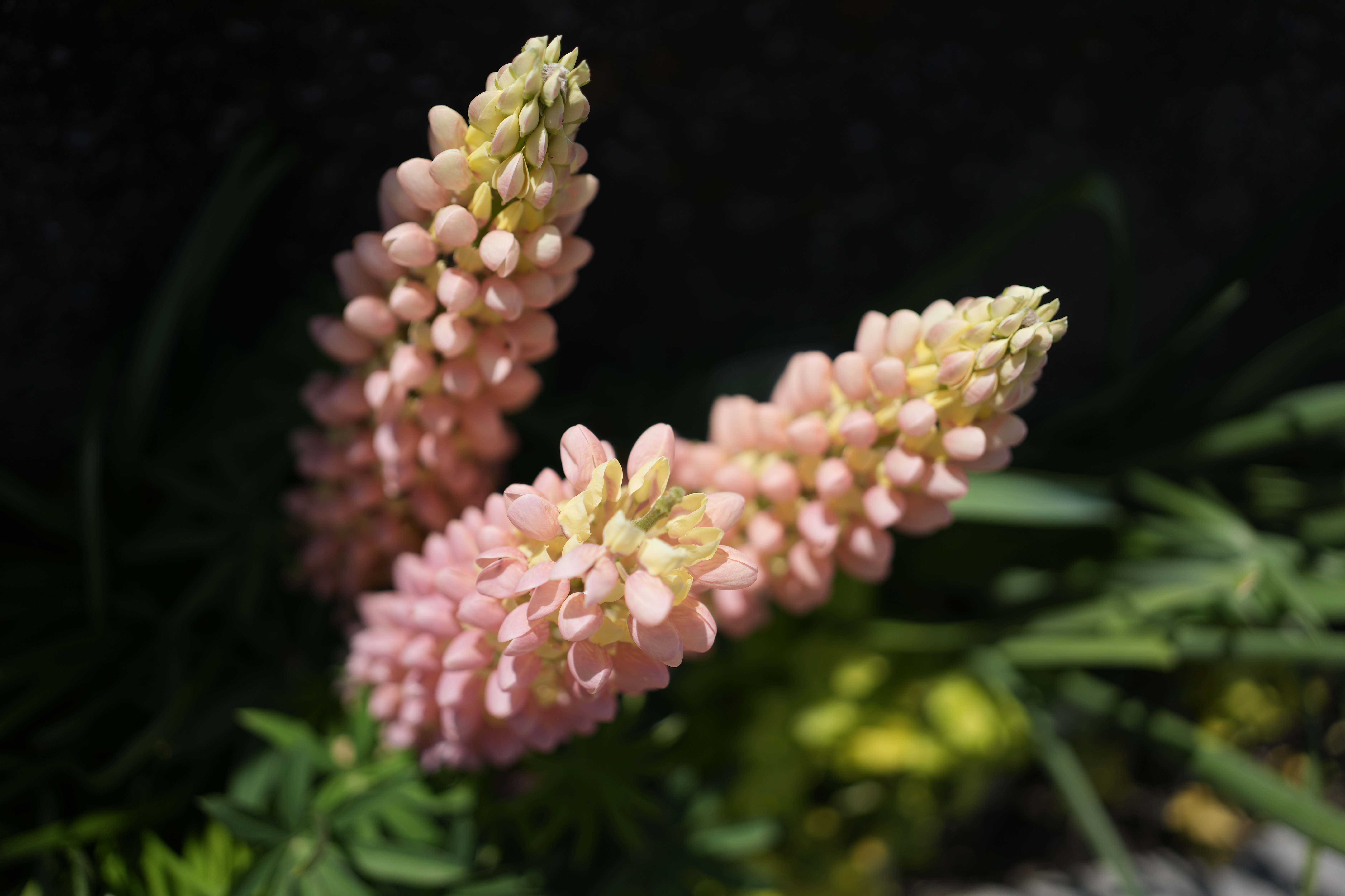 α7 IV　FE 40mm F2.5 G（F2.5・1/2,500秒）ISO 100